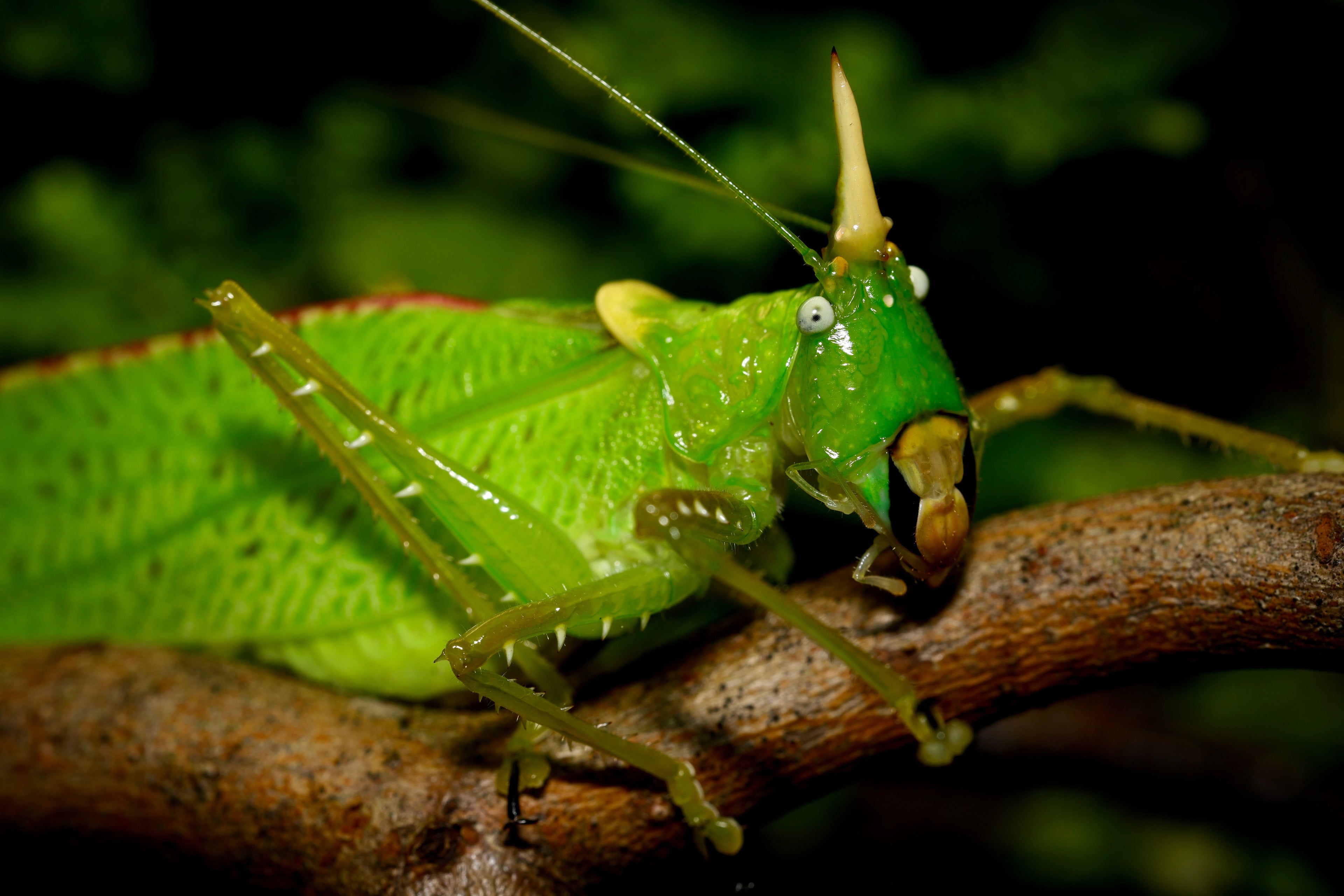 Heuschrecken (Orthoptera)