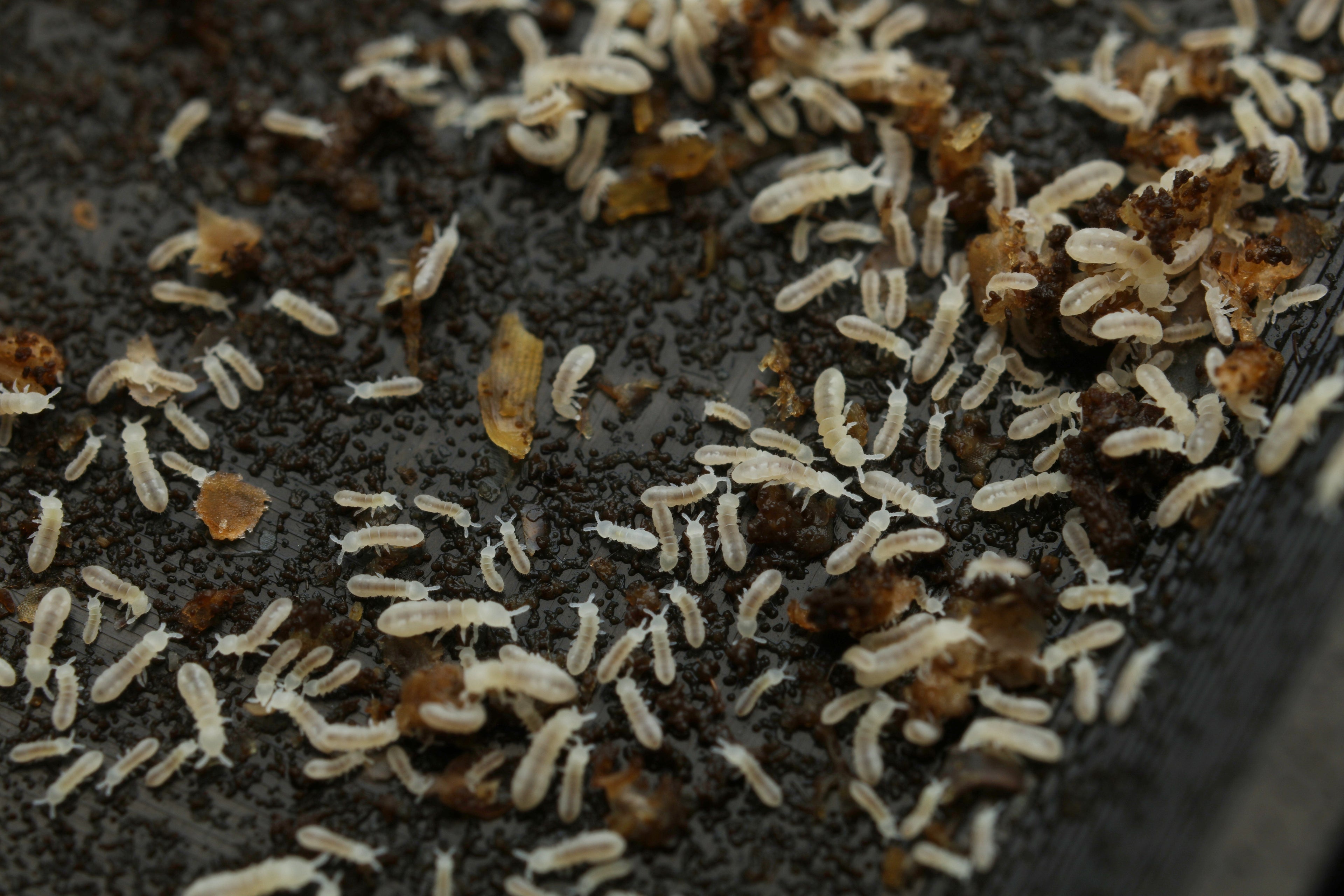 Springschwänze (Collembola) (Bodenpolizei)