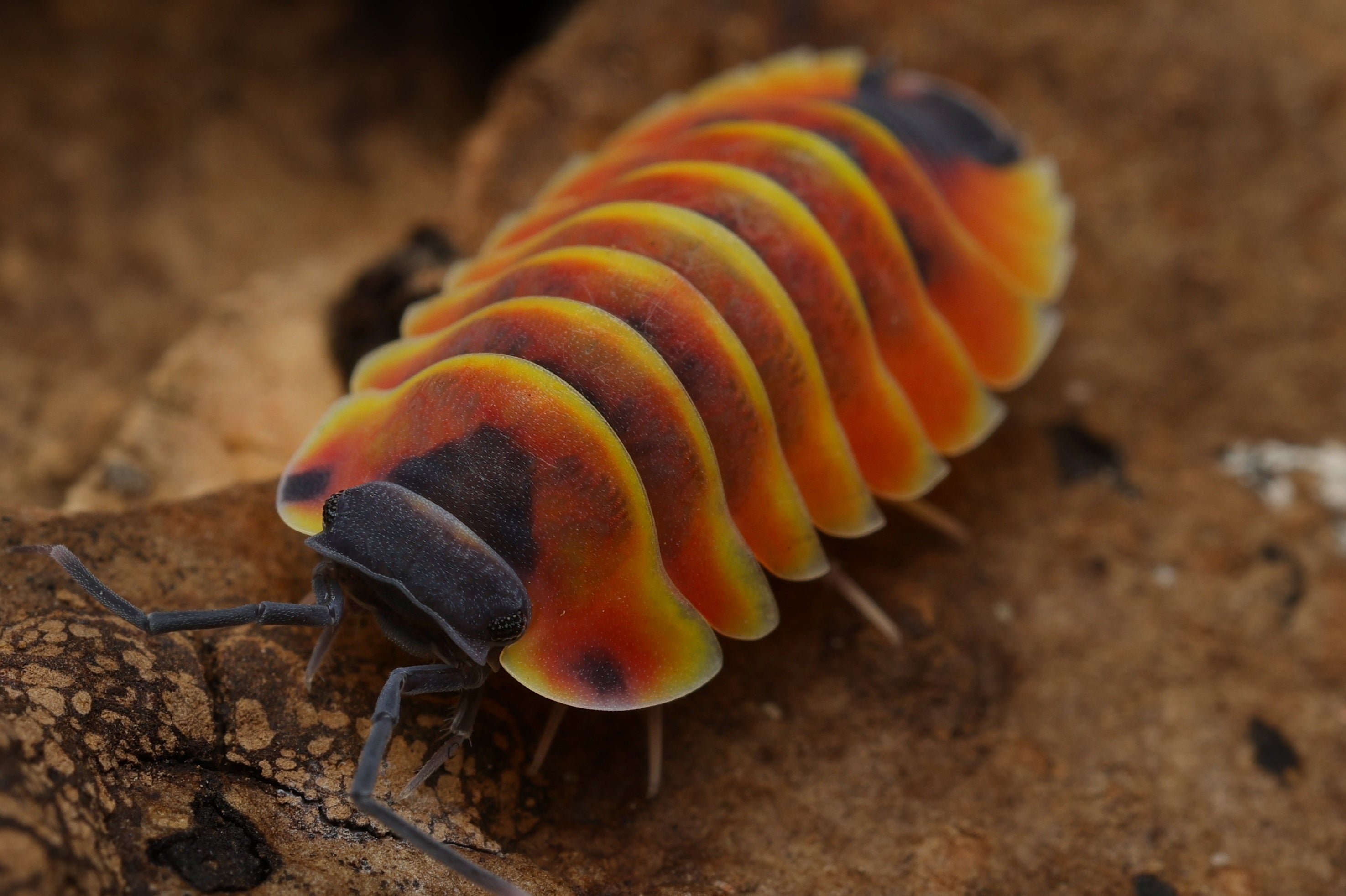 Ardentiella sp ember bee