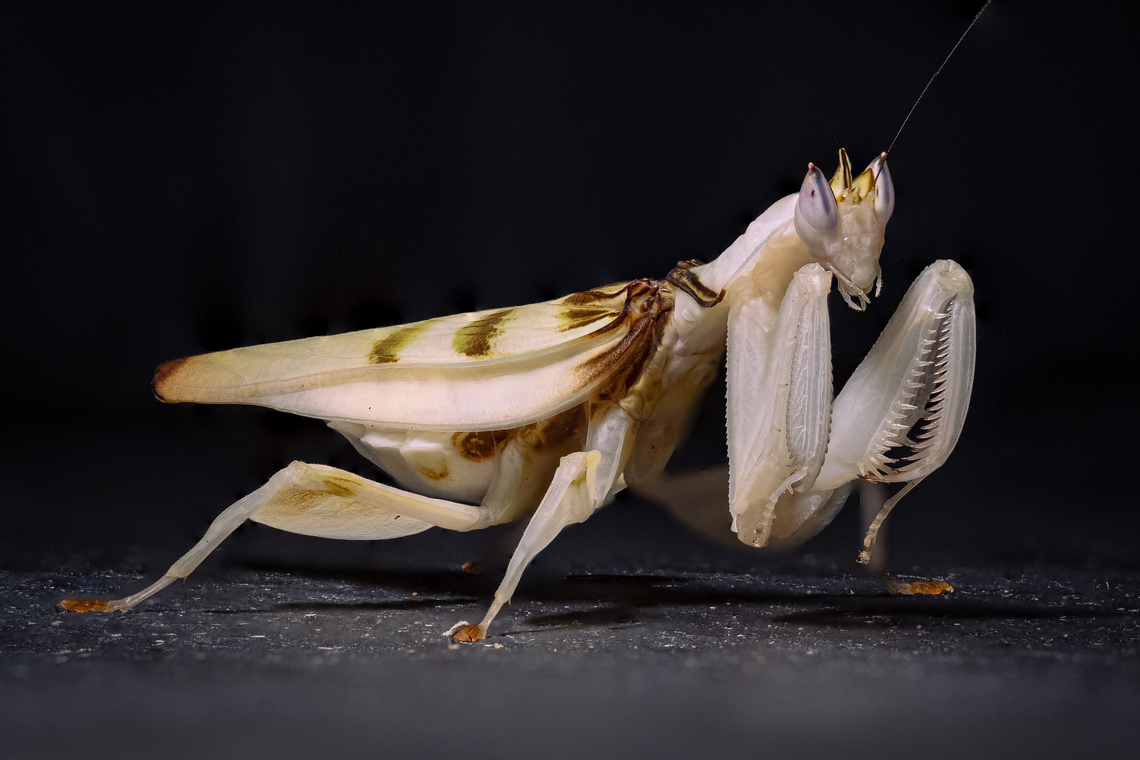 Mantiden (Gottesanbeterin)