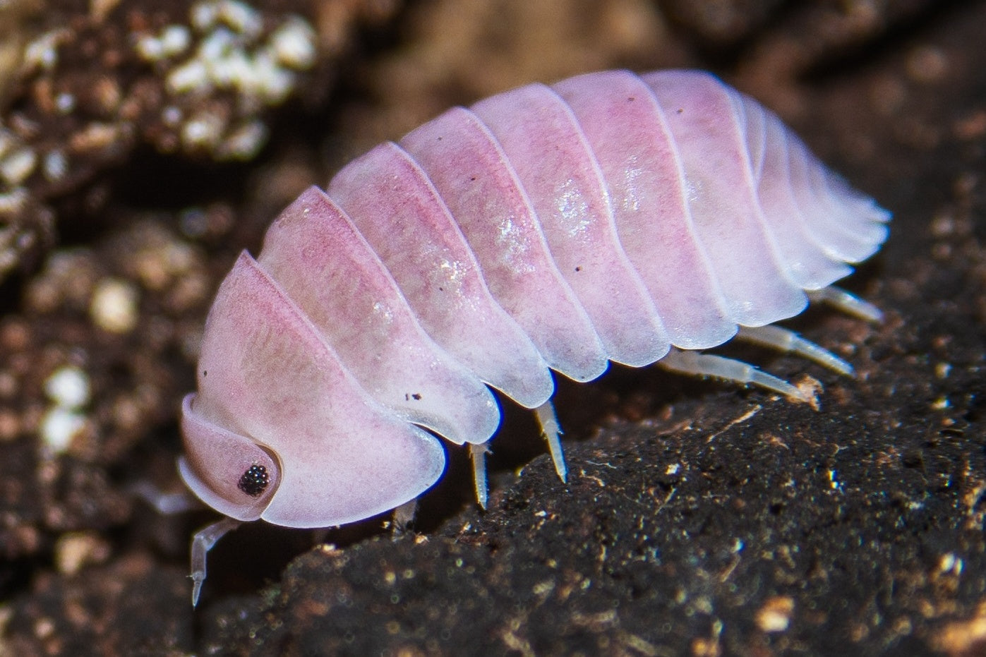 Cubaris cherry blossom