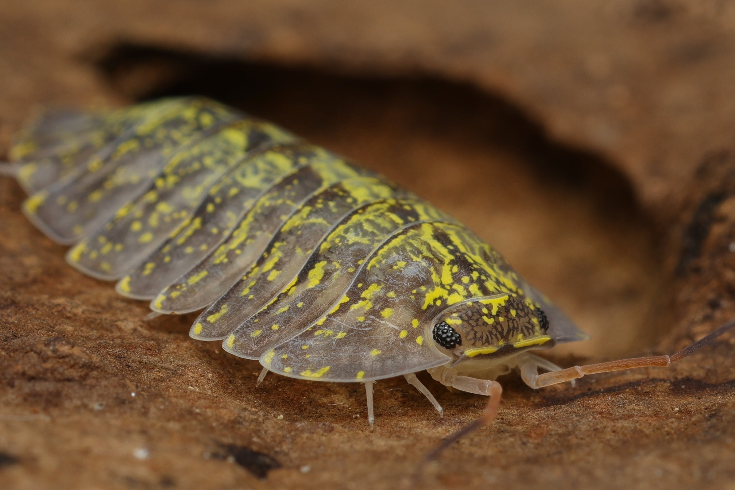 Troglodillo green spot