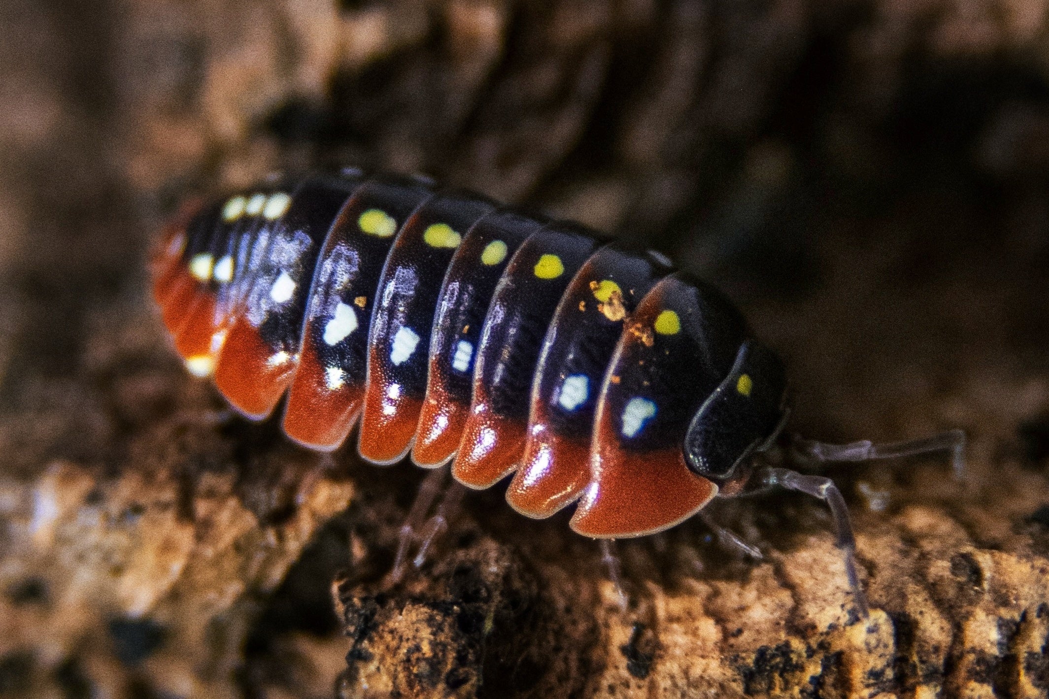 Armadillidium klugii montenegro