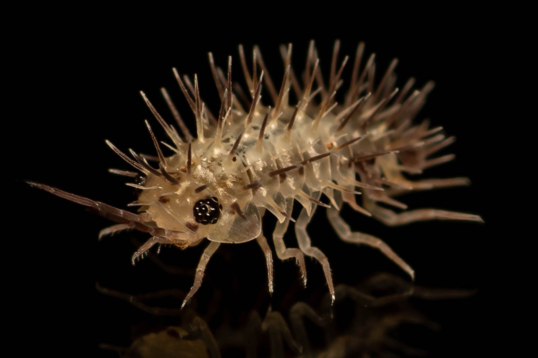 Laureola ivory spiky