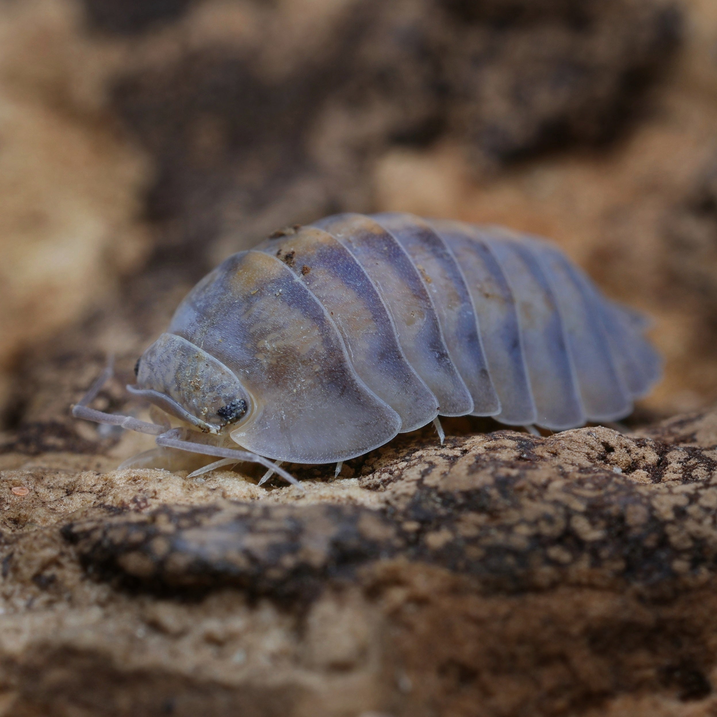Isopoda sp "thunder dragon"