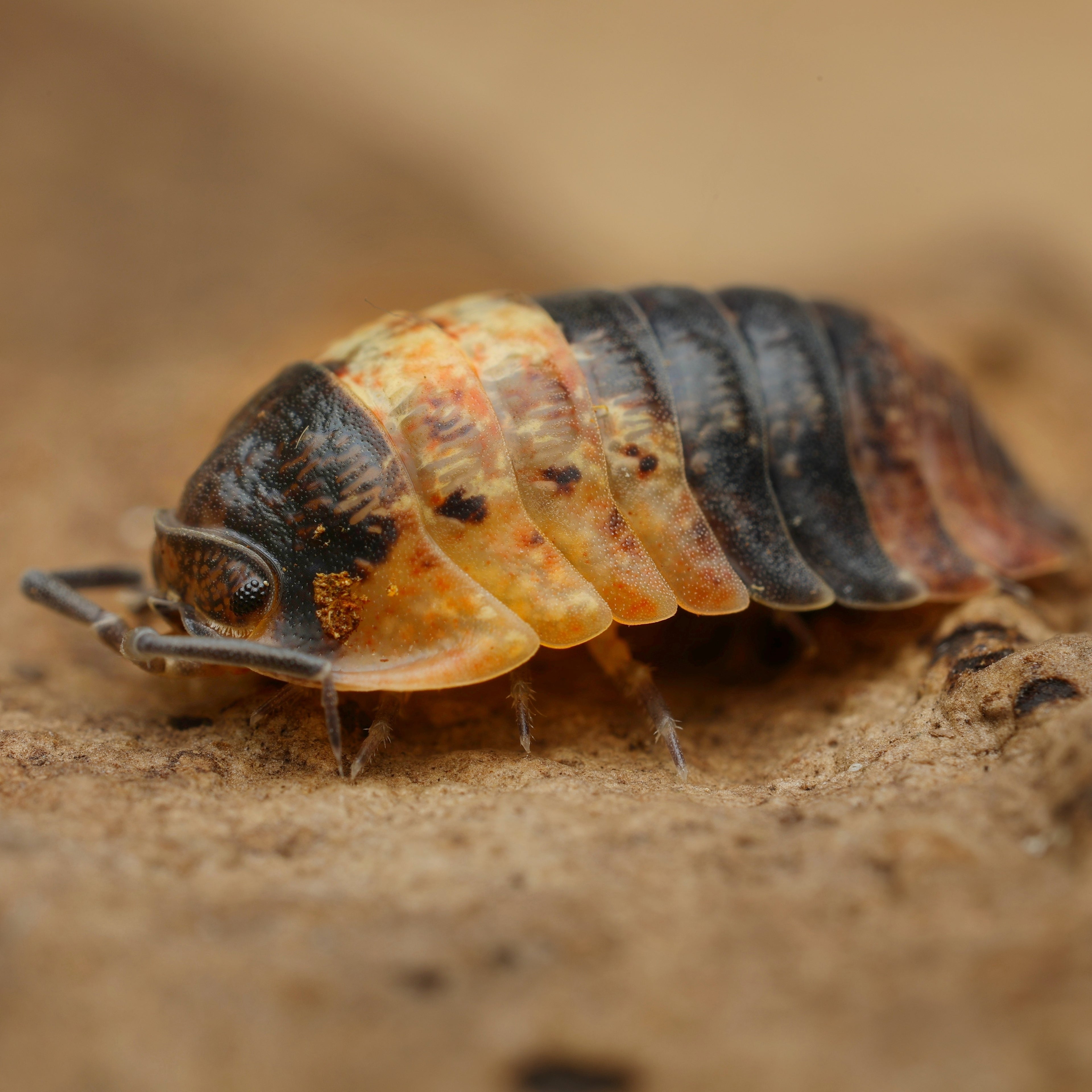 Adinda Sp "Grizzly Bear" von Lovely Insects, detailreiche Illustration eines Bären auf weißem Hintergrund