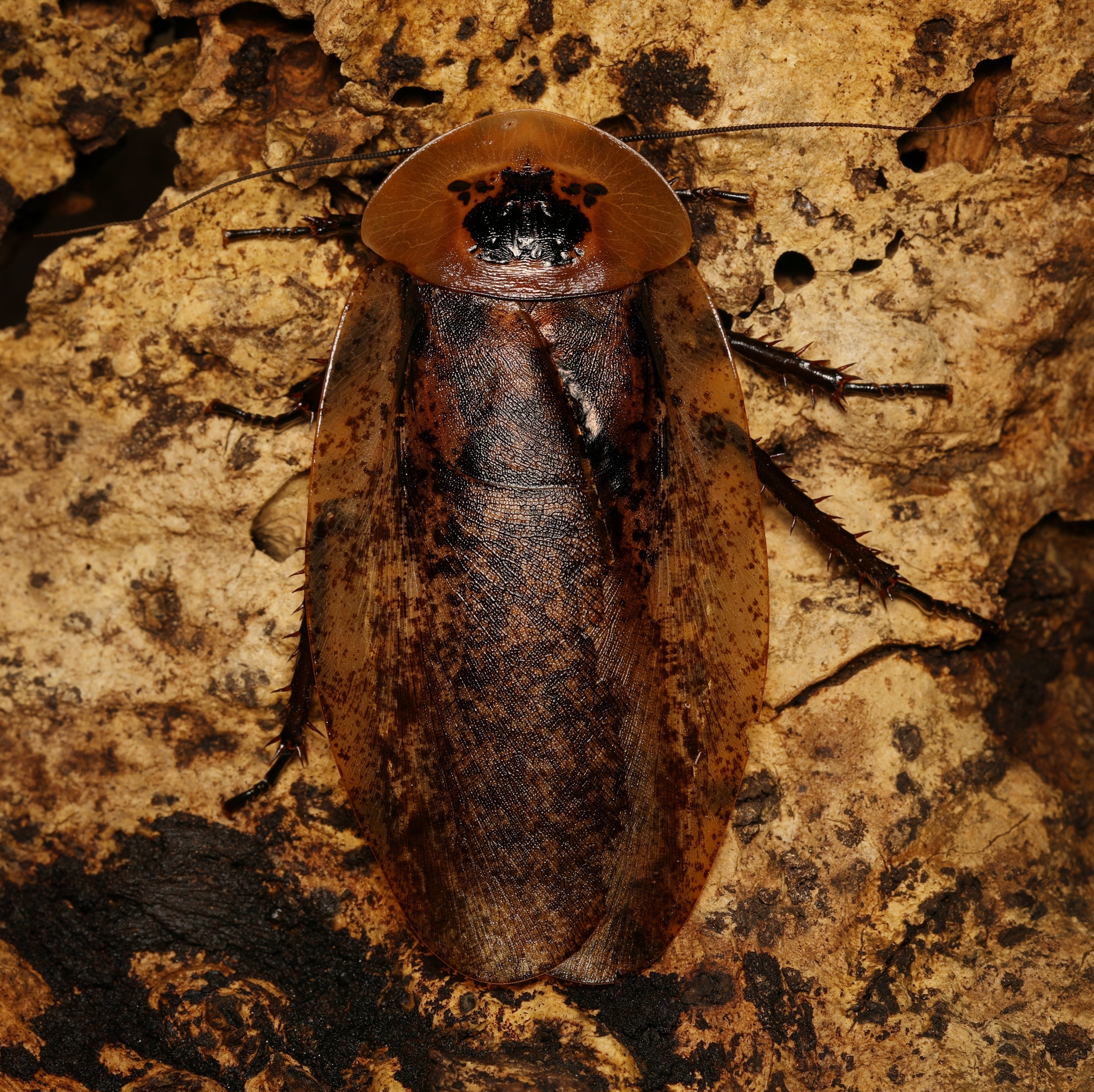 Archimandrita tesselata Pfefferschabe von Lovely Insects, detaillierte Nahaufnahme des Insekts mit braun-weißer Musterung