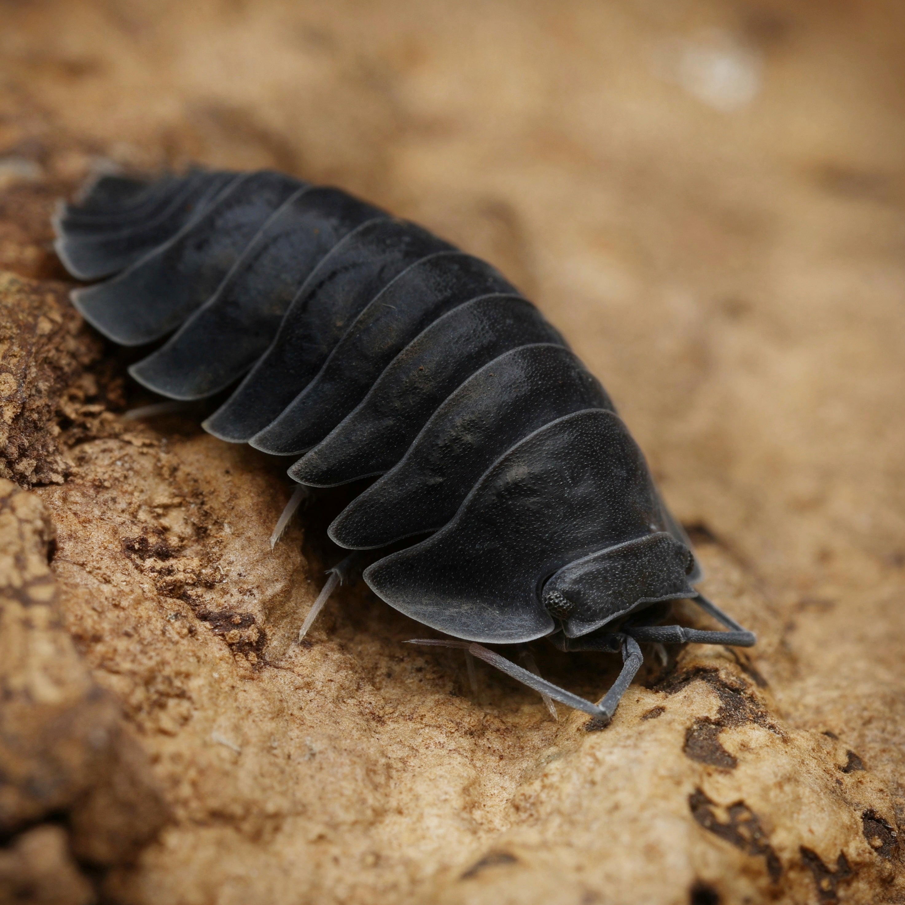 Ardentiella sp "black hole" by Lovely Insects showcasing its distinctive dark coloration and unique leaf structure.