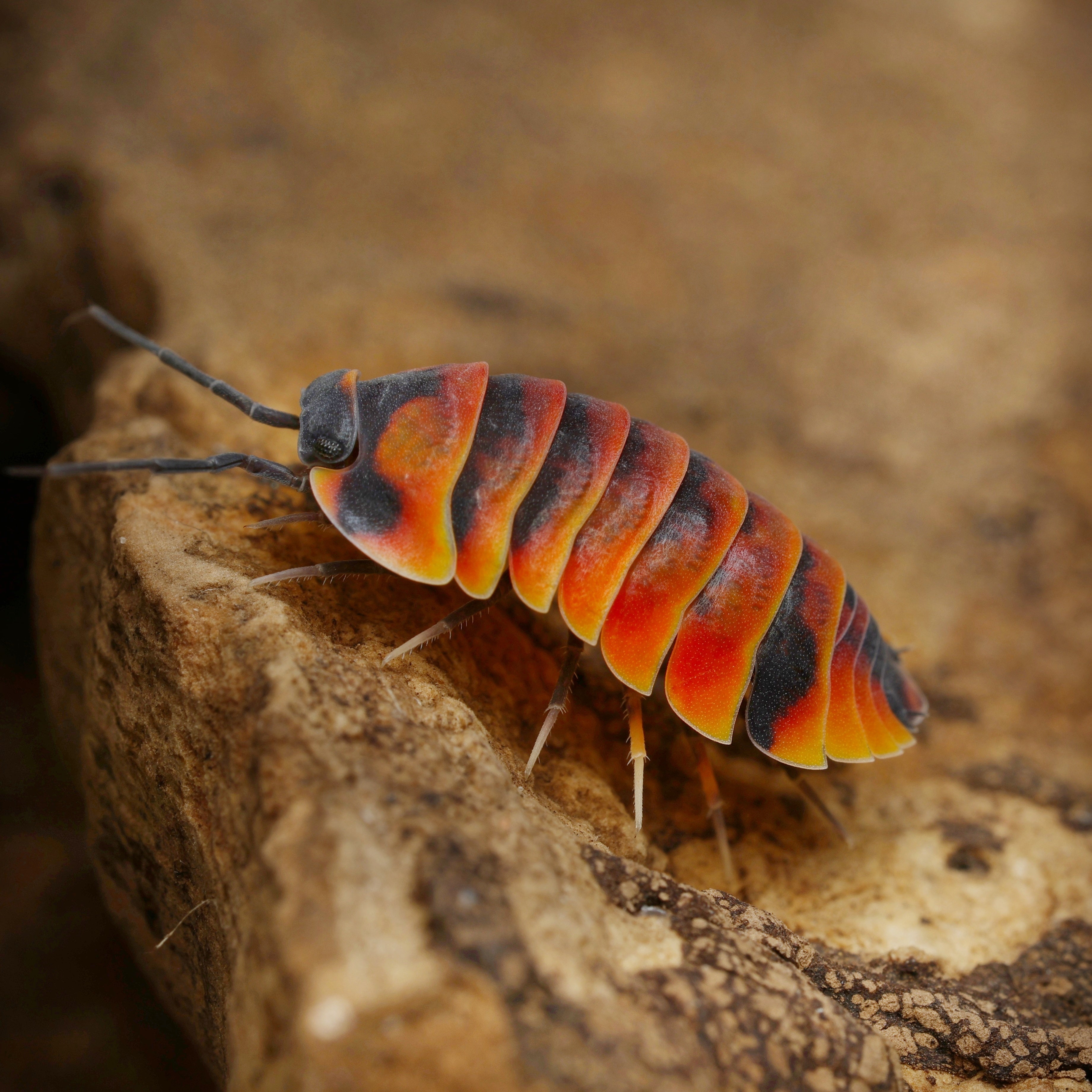 Ardentiella sp "ember bee" with vibrant orange and black coloration on a natural background, showcasing its unique features.