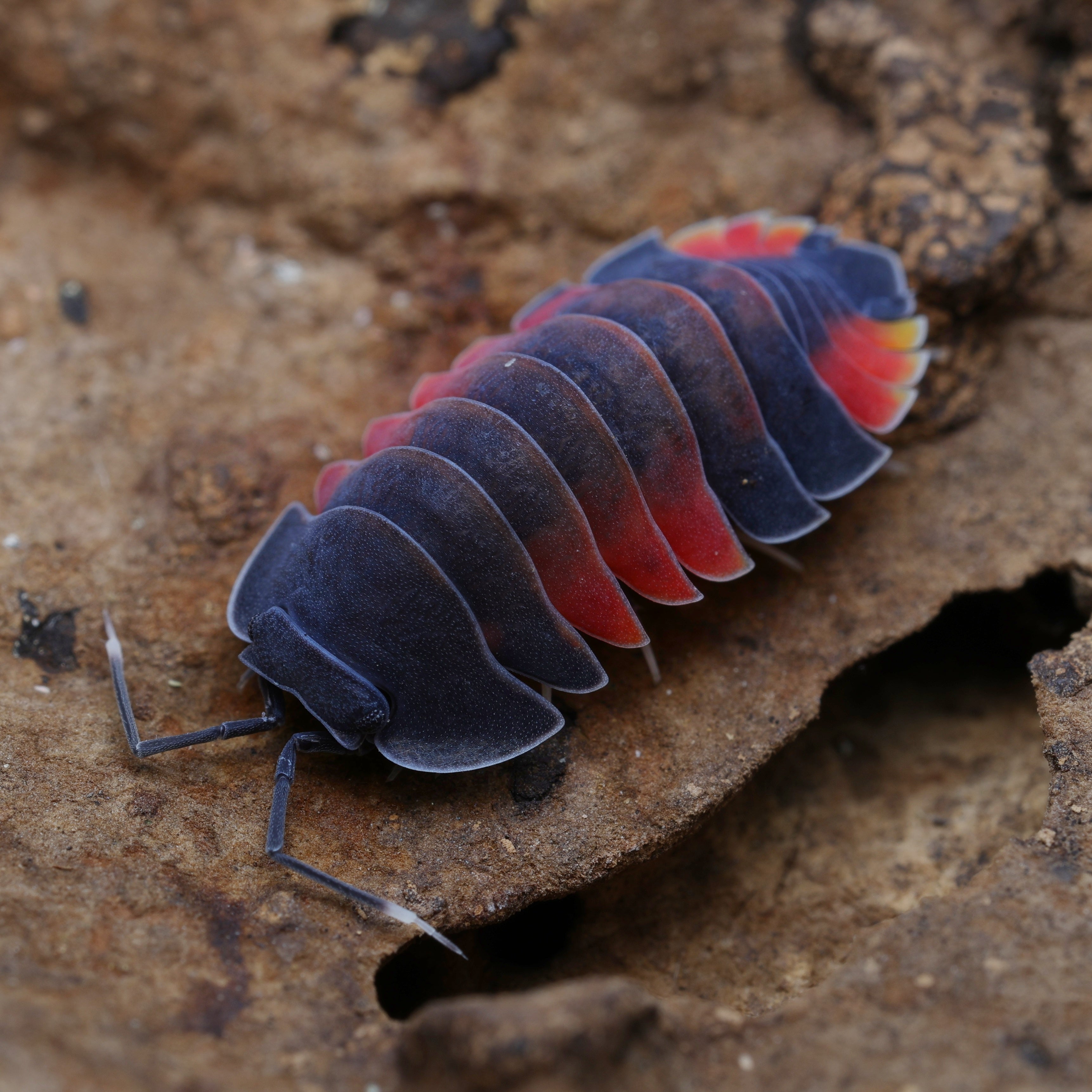 Ardentiella sp "lava" from Lovely Insects showcasing vibrant colors and intricate body details against a natural background.