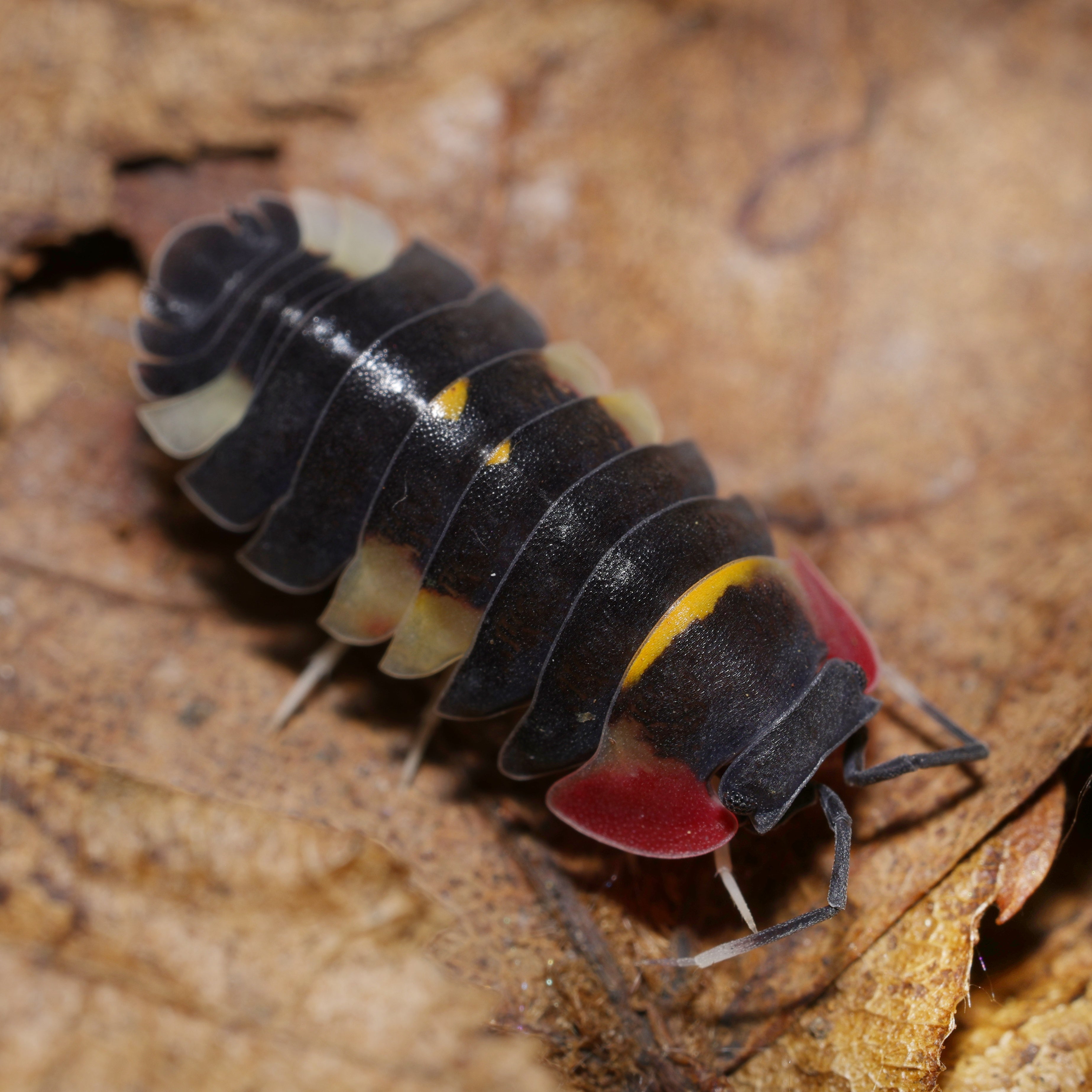 Ardentiella sp "quadcolor" by Lovely Insects showcasing vibrant multicolored patterns on its wings.