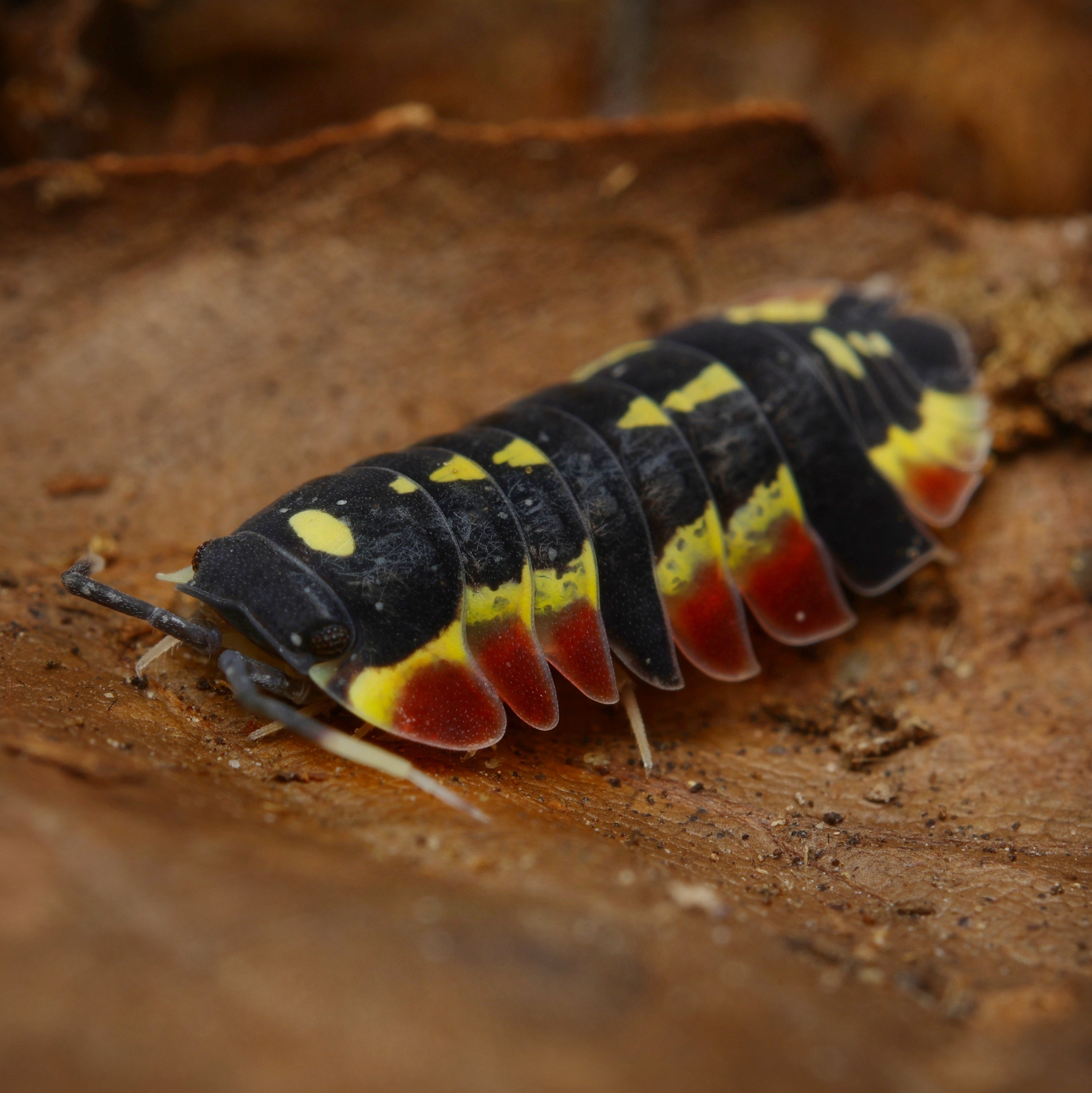 Ardentiella sp "red diablo" plant with vibrant red foliage displayed in a natural setting.