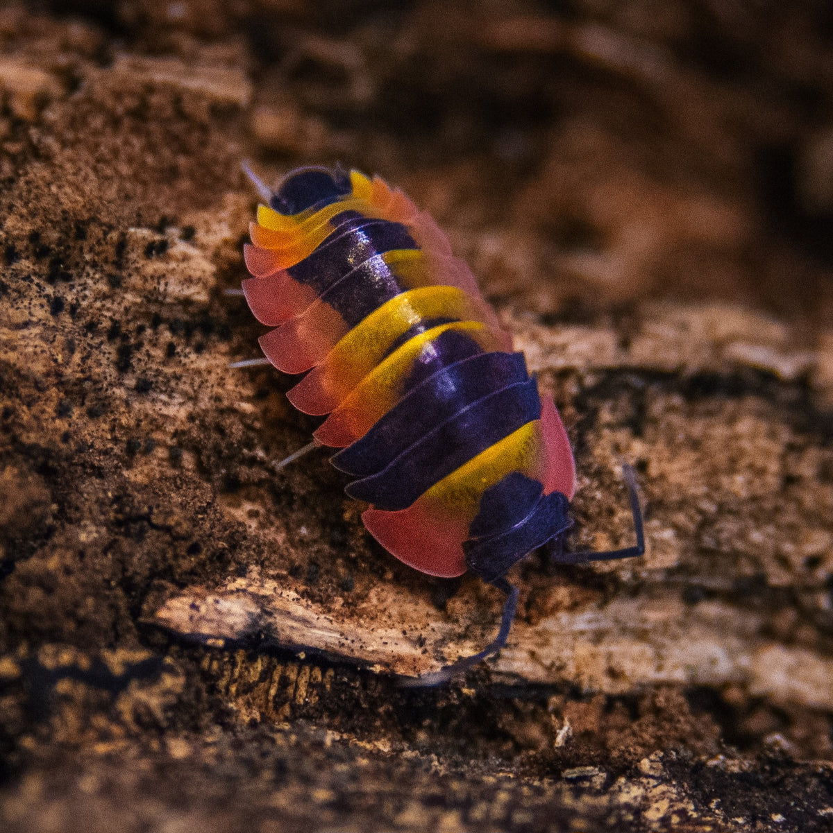 Ardentiella sp "phoenix"