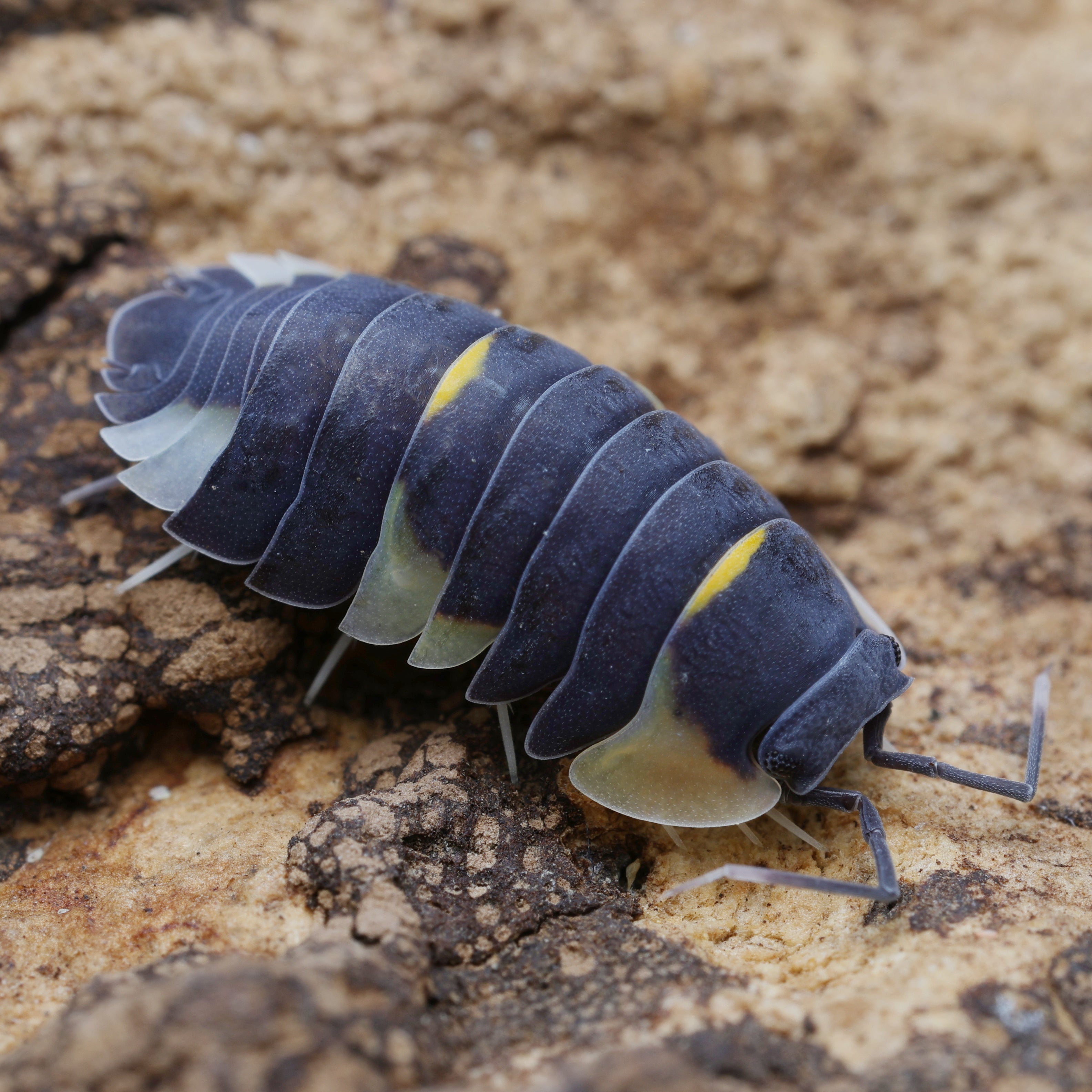 Ardentiella sp "quadcolor black and white" featuring striking black and white patterns on its body.