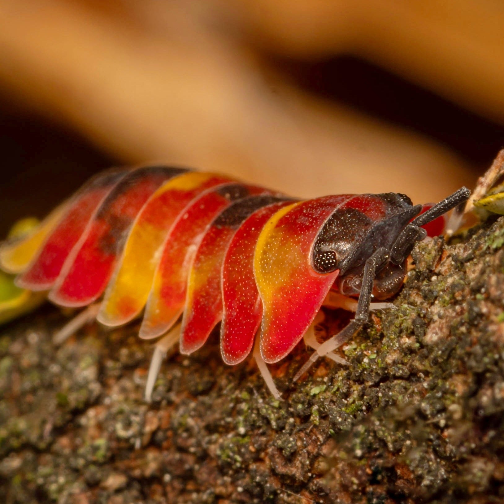 Leuchtende Ardentiella sp "Scarlet" von Lovely Insects auf einem Ast, detailreiche Nahaufnahme der bunten Insektenschönheit.
