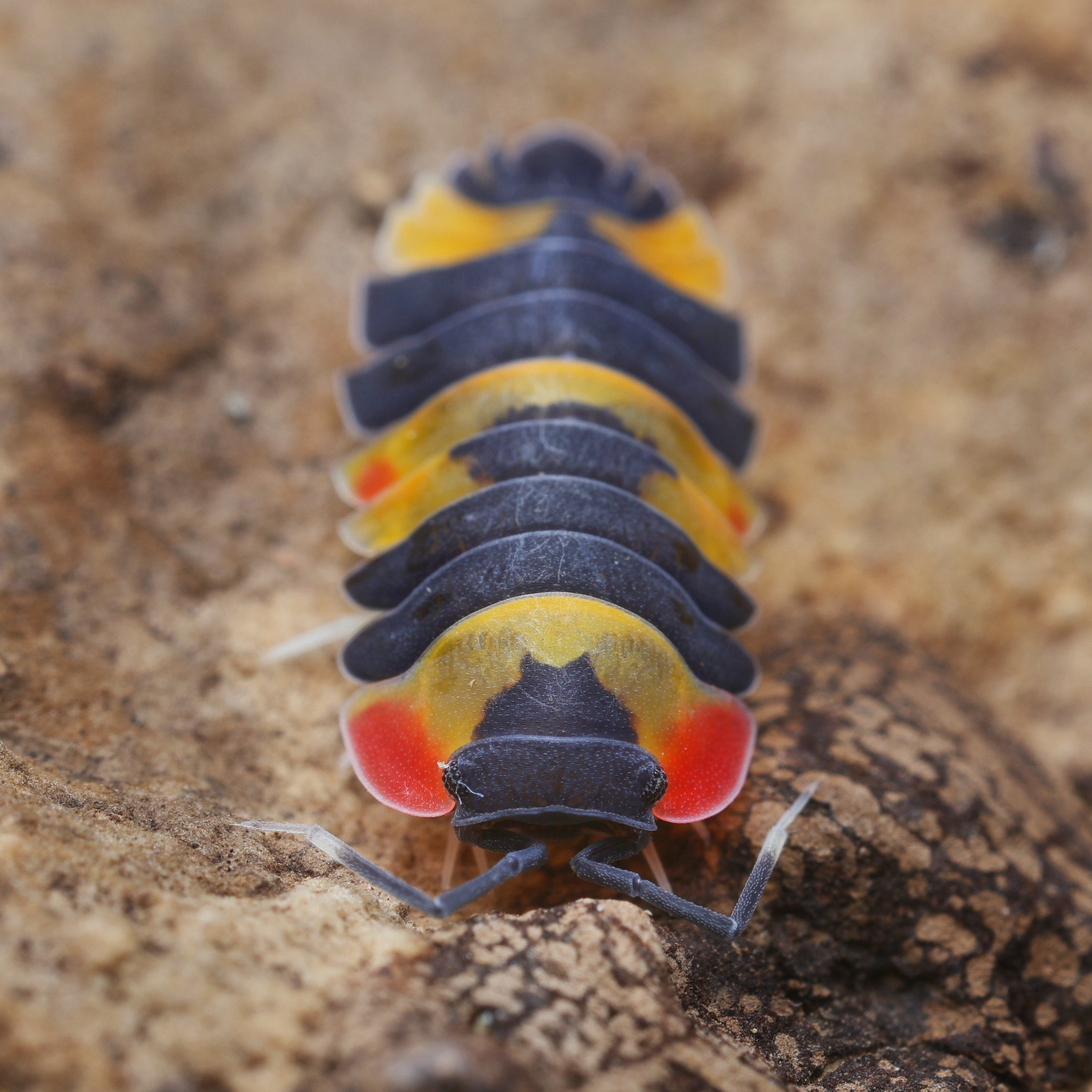 Bunte Ardentiella sp. "tricolor" von Lovely Insects, lebendige Farben, Nahaufnahme des exotischen Insekts