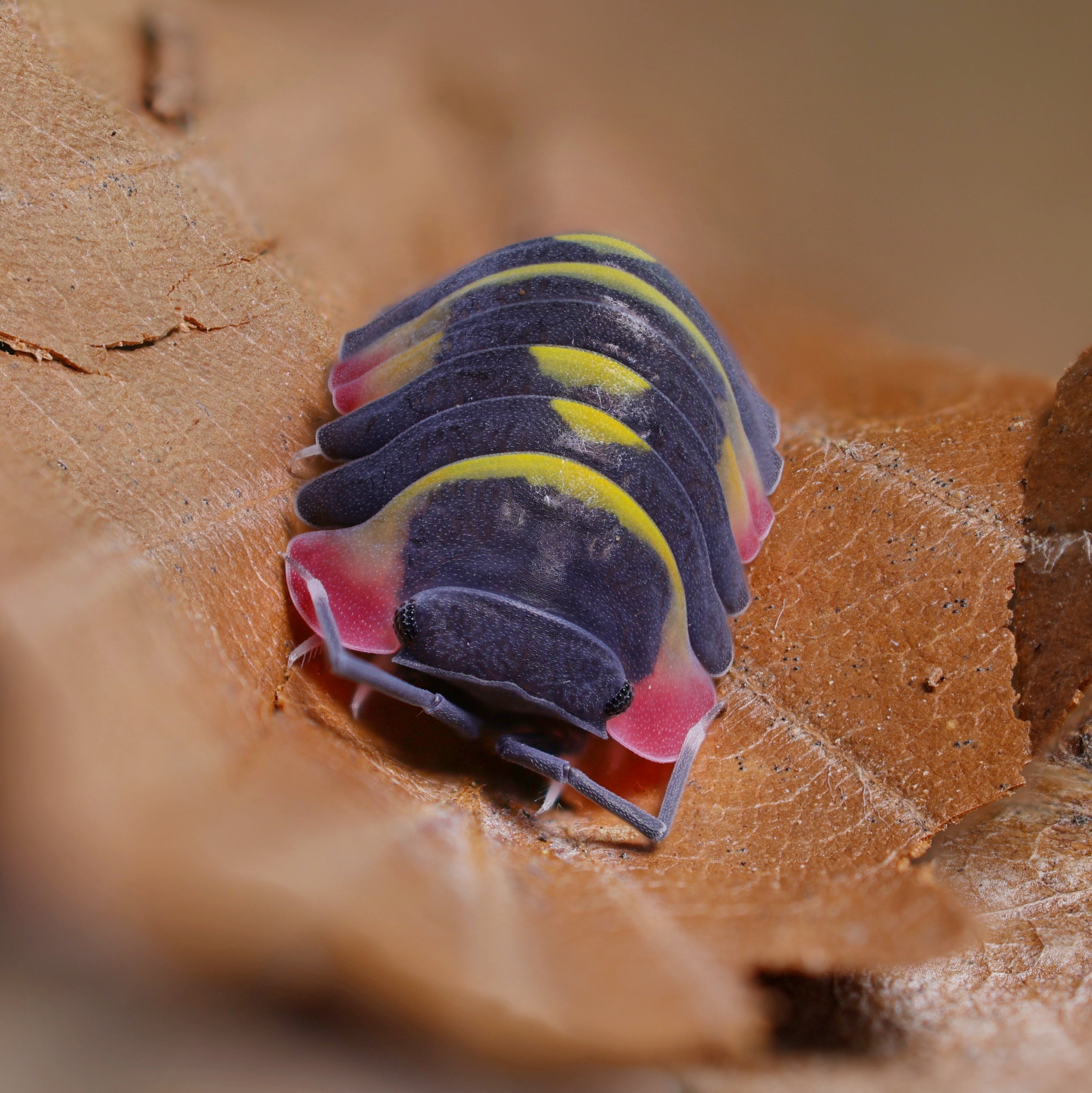 Ardentiella sp "yellow arrow" by Lovely Insects, showcasing vibrant yellow arrow-shaped leaves in natural setting.