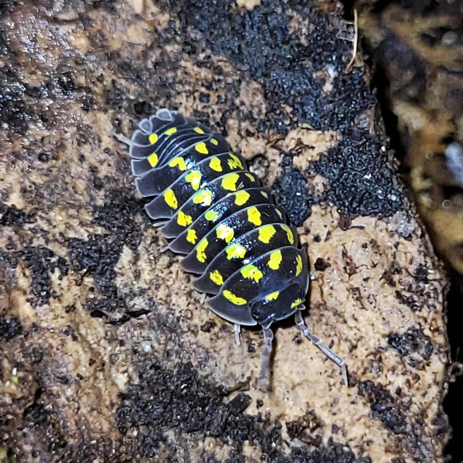 Armadillidium gestroi