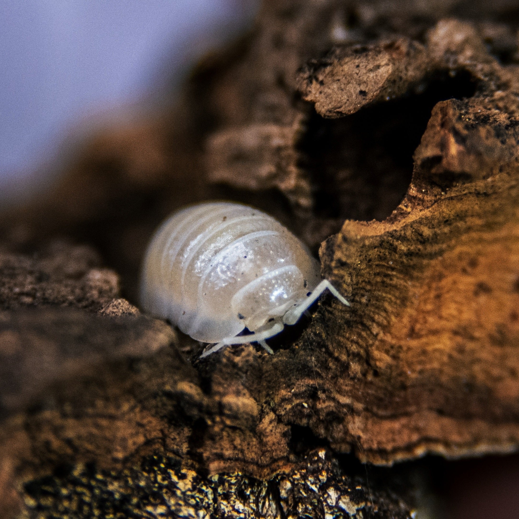 Armadillidium granulatum "white pearl" is a small, pale pill bug with a smooth shell and distinct segments.