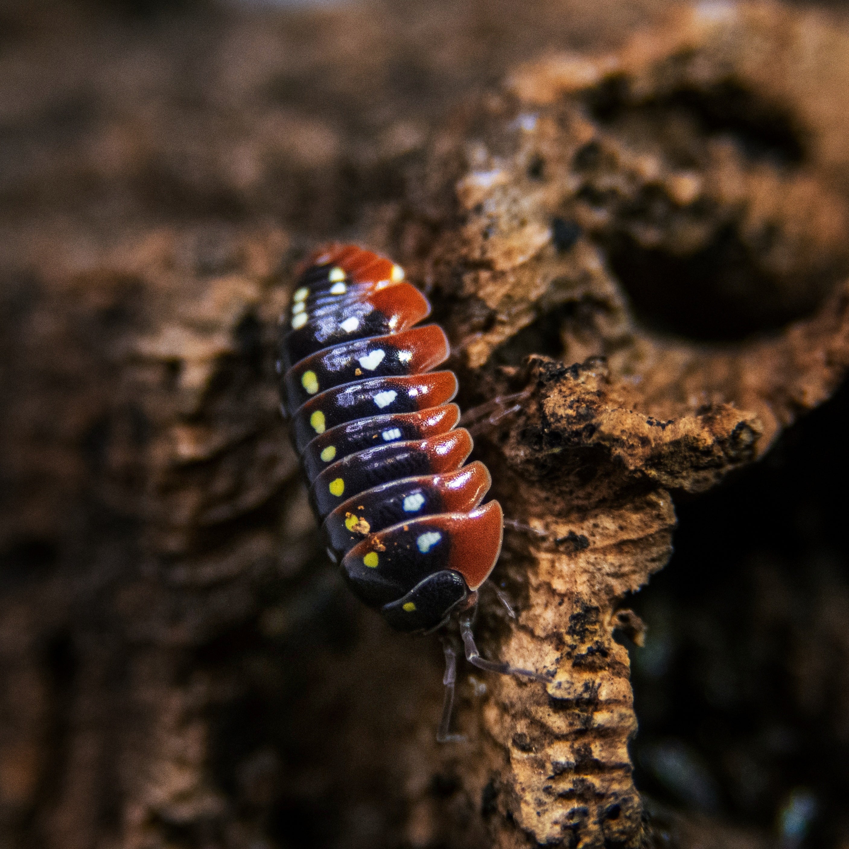 Armadillidium klugii "montenegro" isopod with distinct patterns, showcasing its natural habitat and coloration.
