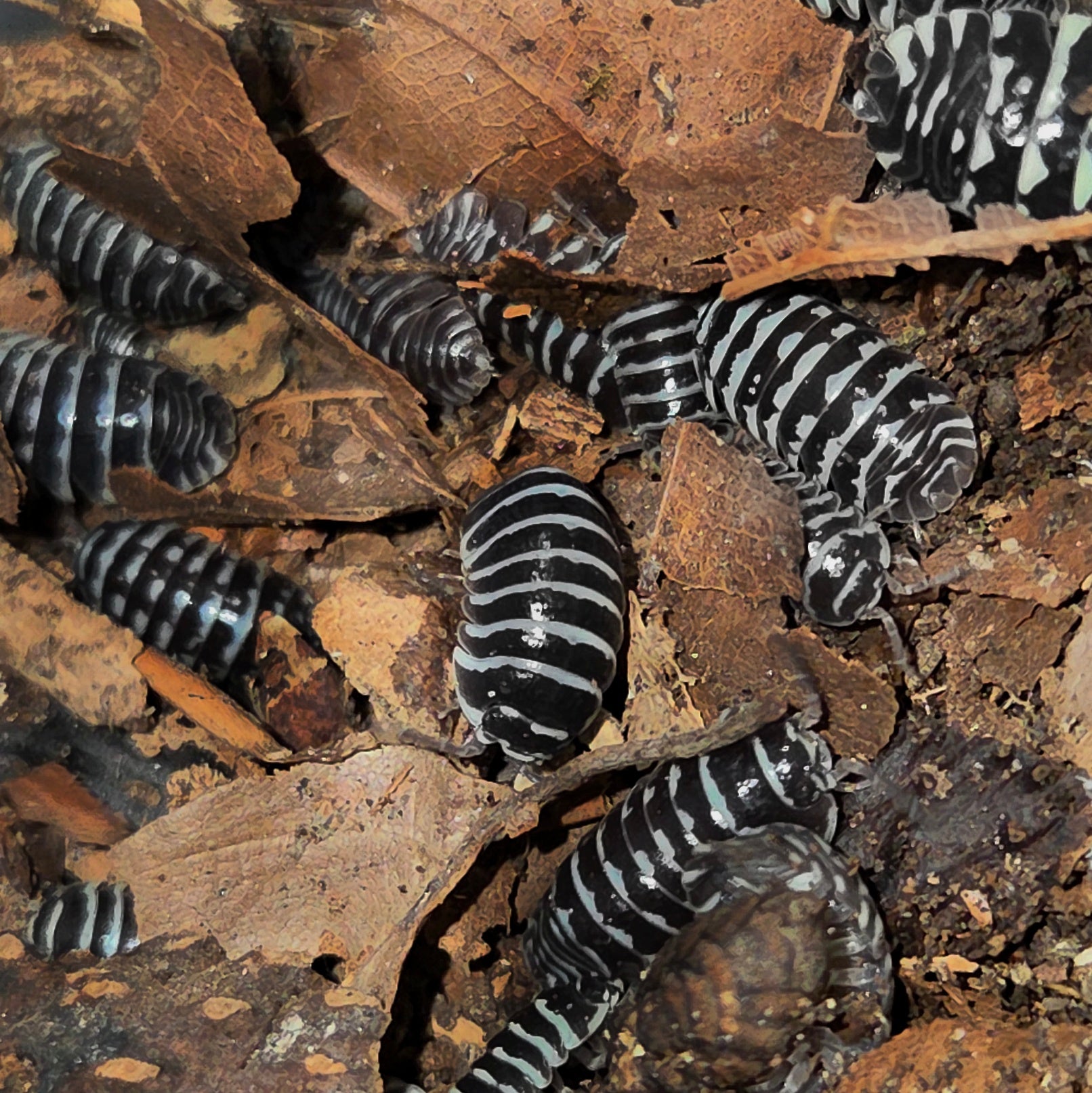 Armadillidium maculatum (Zebrarollassel)