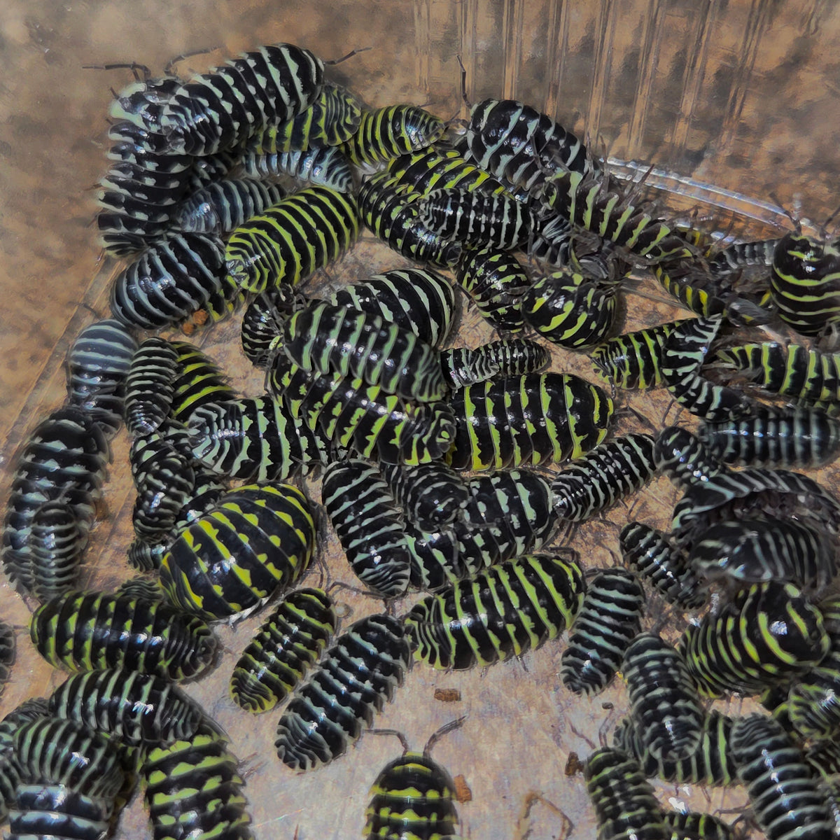 Armadillidium maculatum "yellow" (gelbe Zebrarollassel)