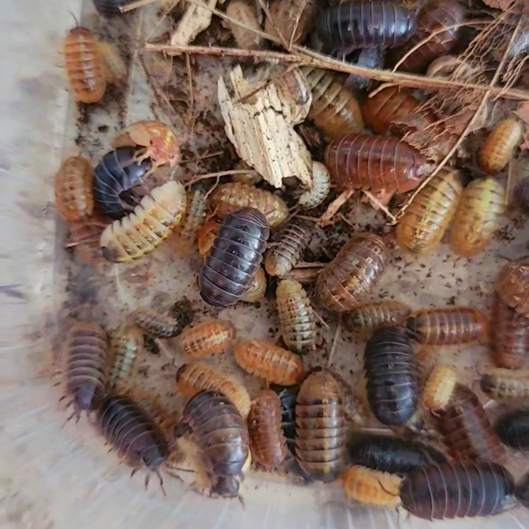 Armadillidium vulgare "st. lucia" (santa lucia)