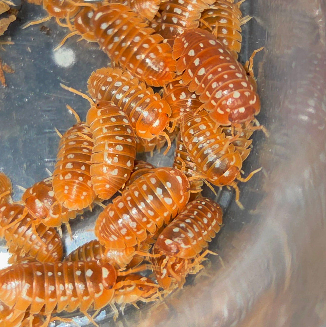Armadillidium werneri "orange"