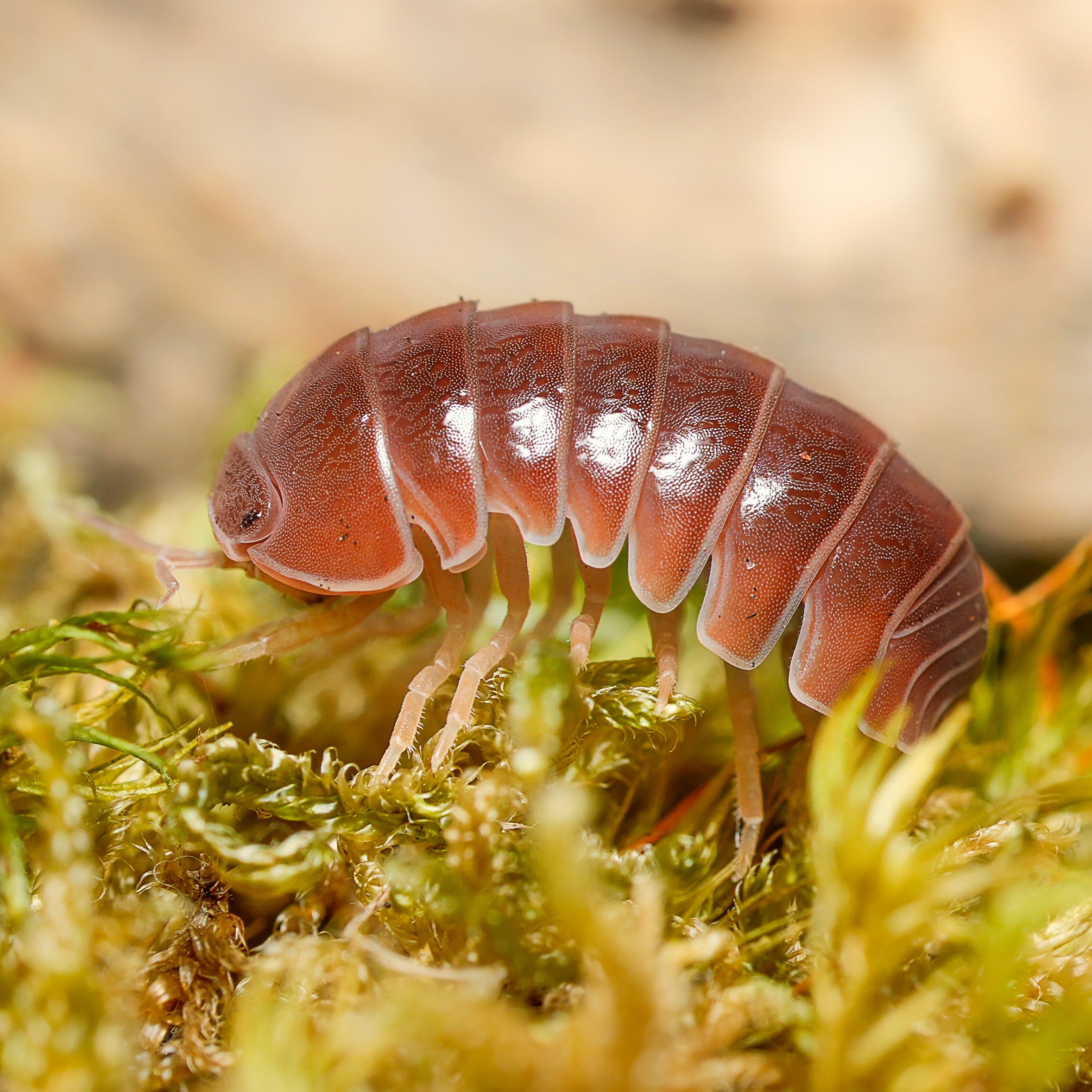 Armadillo officinalis "brown"
