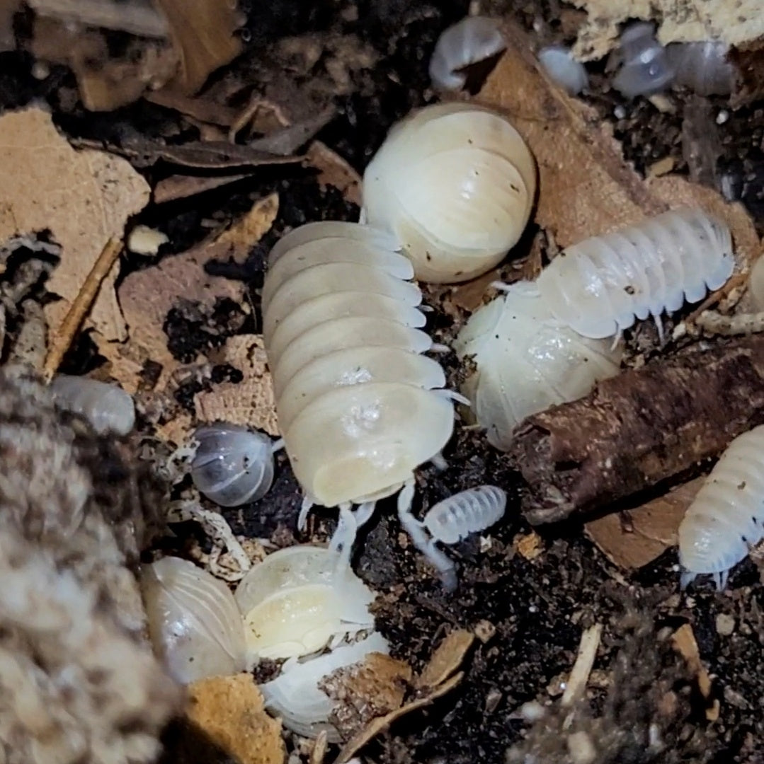 Armadillo officinalis "white pina"