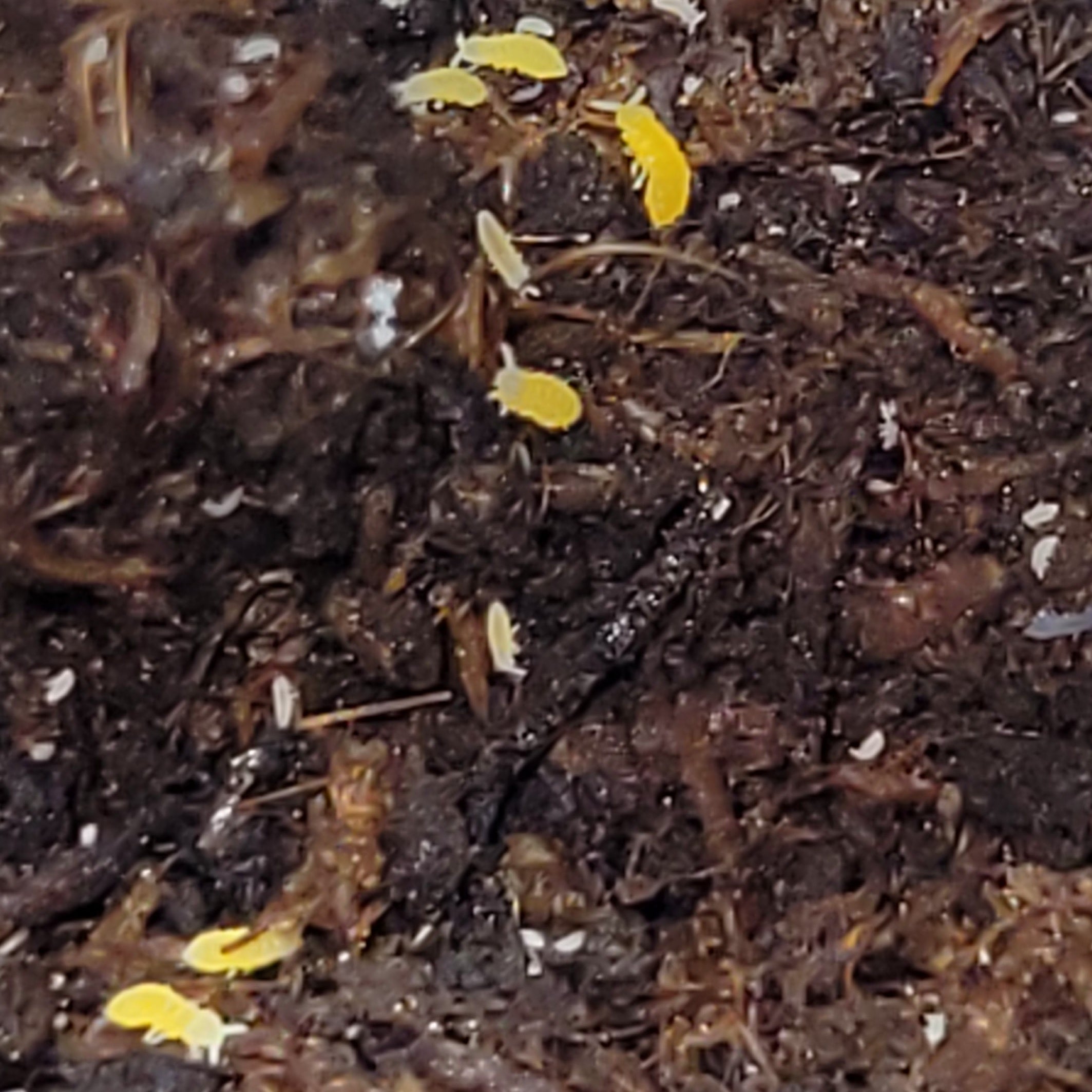 Gelbes albino Ceratophysella sp. Insekt von Lovely Insects, Nahaufnahme der lebendigen, kleinen Kreatur auf weißem Hintergrund.