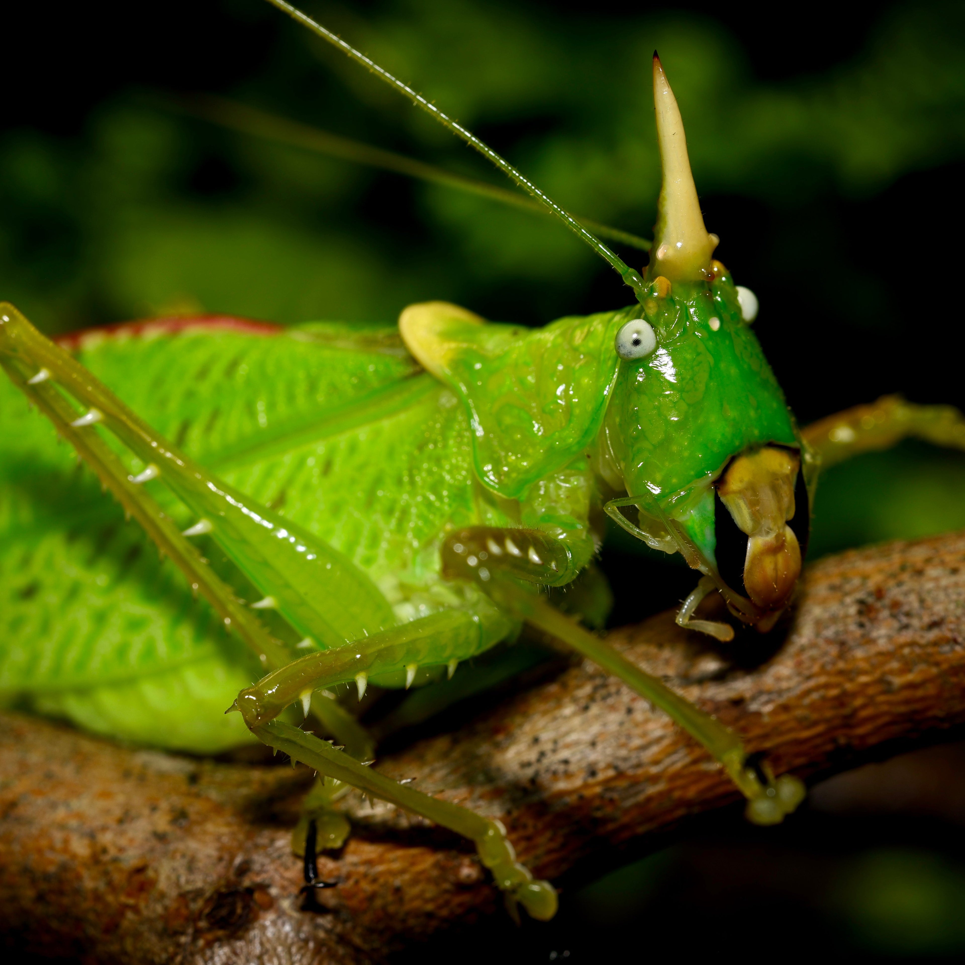 Close-up of a Copiphora rhinoceros insect by Lovely Insects, showcasing its unique features and vibrant coloration.