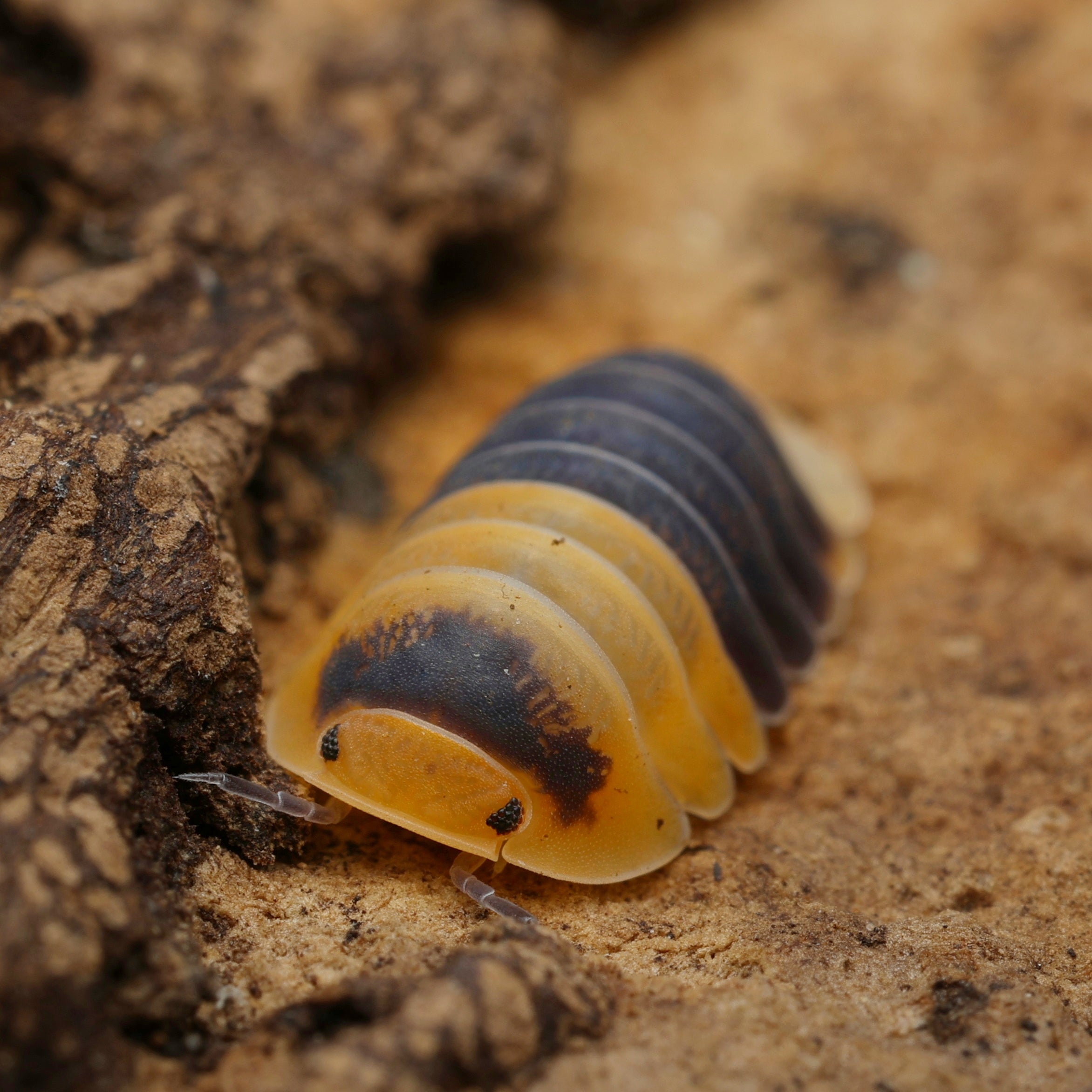 Cubaris sp "bumblebee" by Lovely Insects showcasing its distinctive yellow and black patterned body in a natural setting.