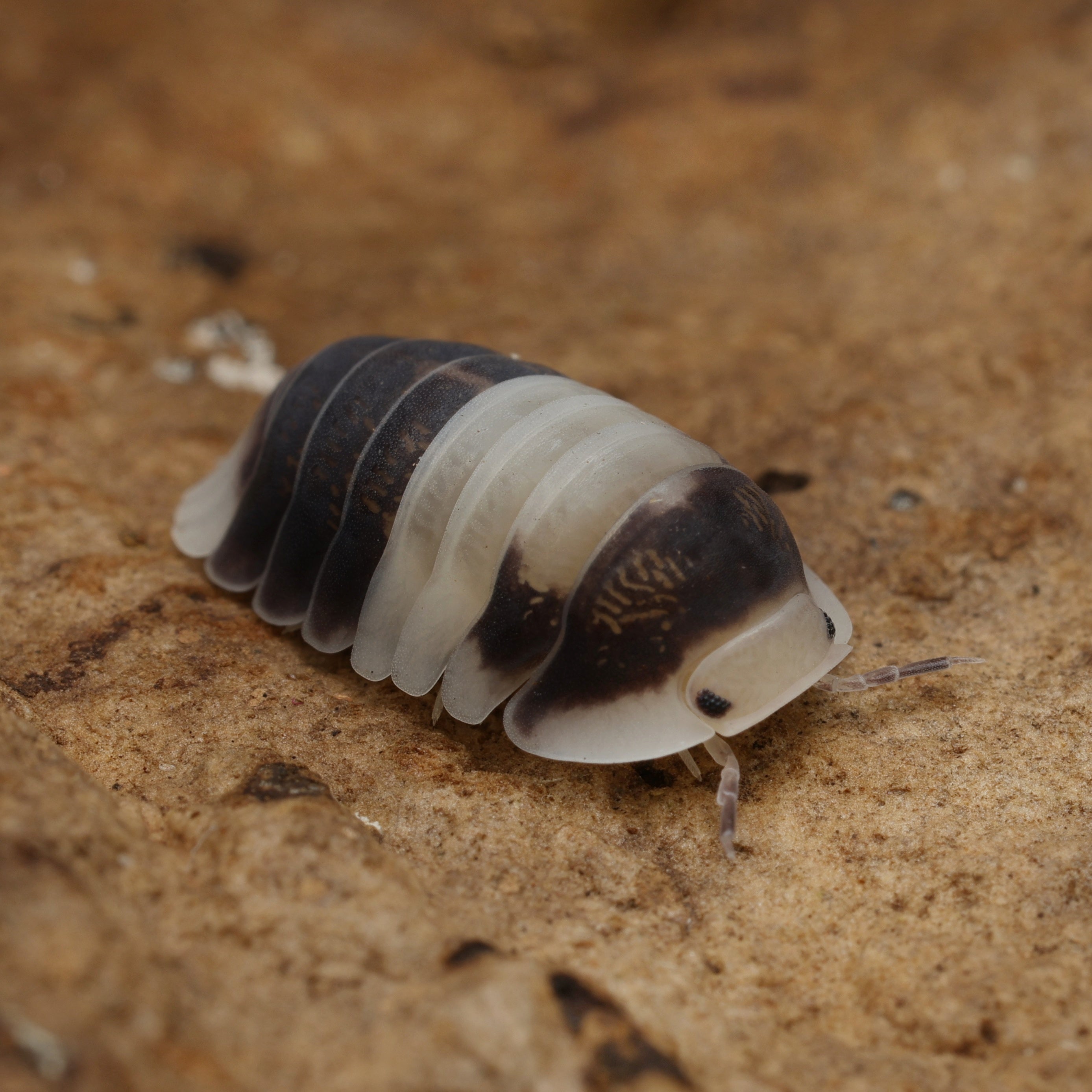 Helle Cubaris sp "cappu cream" Insektenart von Lovely Insects, Nahaufnahme der lebenden Käfer auf hellbraunem Hintergrund