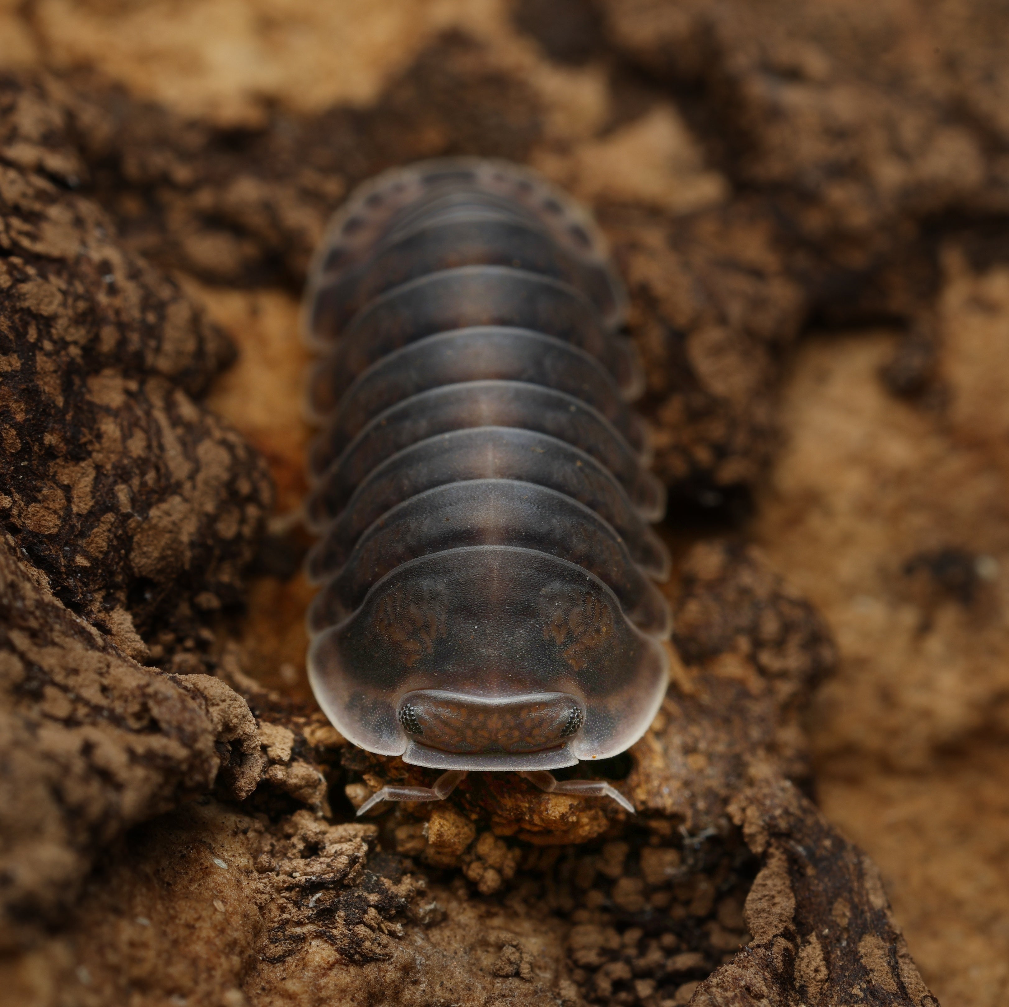 Cubaris sp "happy nun" from Lovely Insects, showcasing its unique coloration and texture in a natural habitat setting.