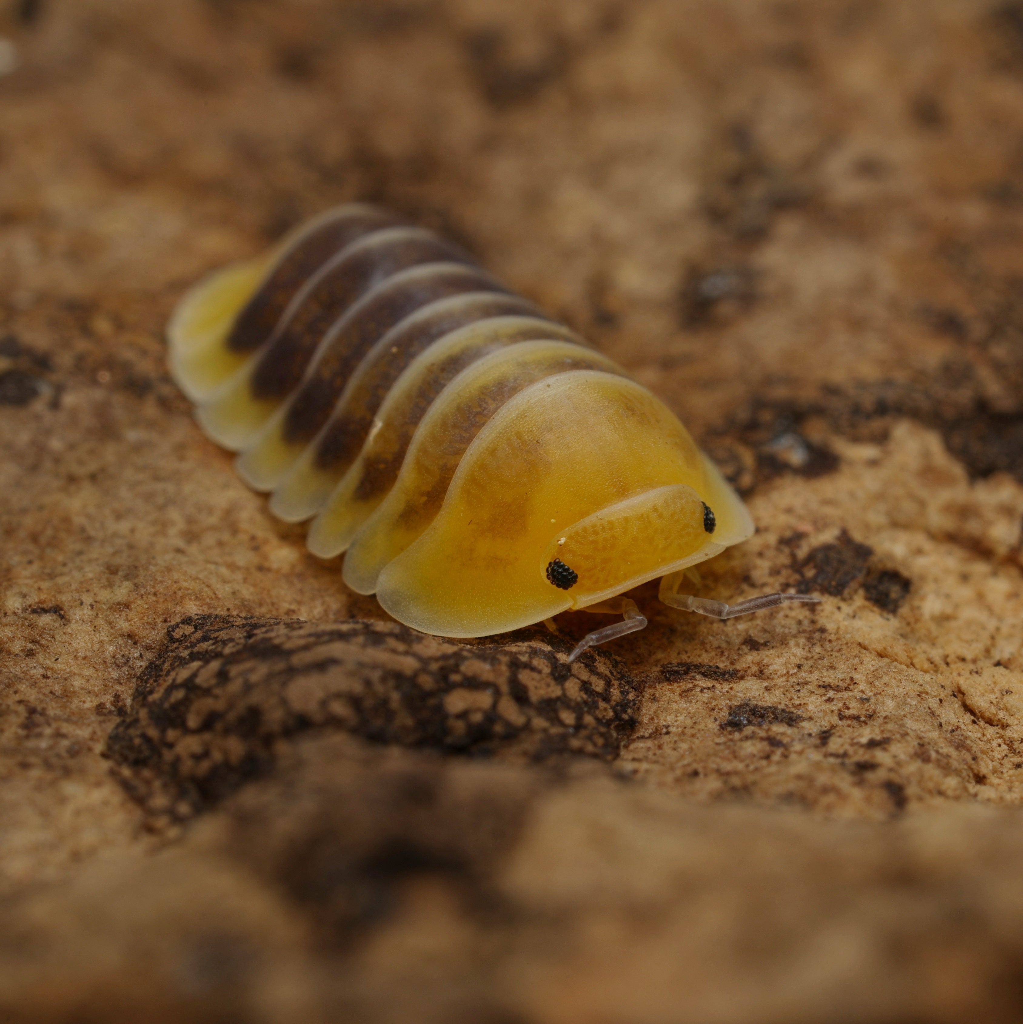 Cubaris sp "Jupiter" from Lovely Insects, featuring a vibrant, textured body and distinct coloration in a natural habitat.