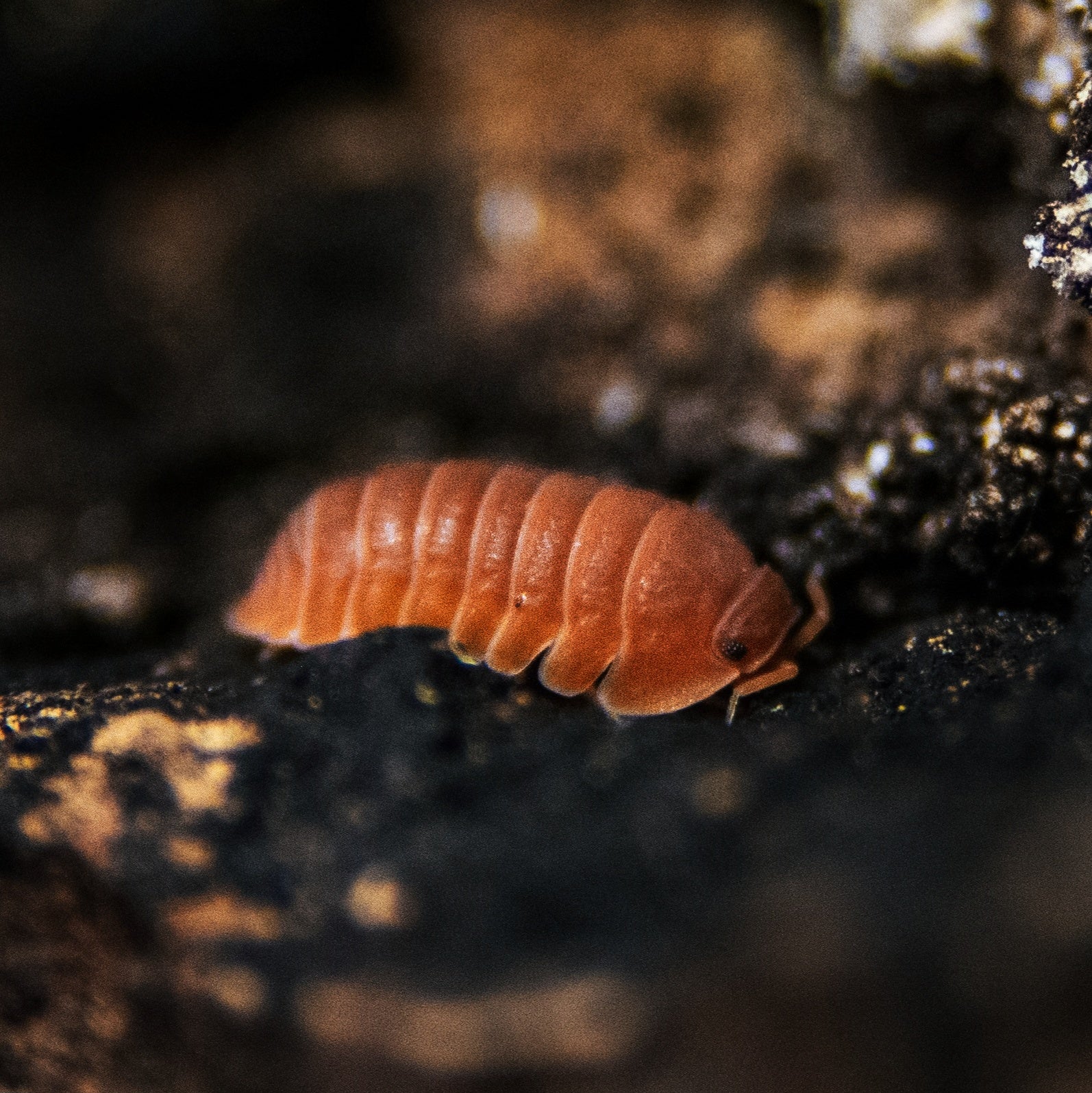 Cubaris murina "mandarin" from Lovely Insects, featuring vibrant orange and black coloration on its exoskeleton.
