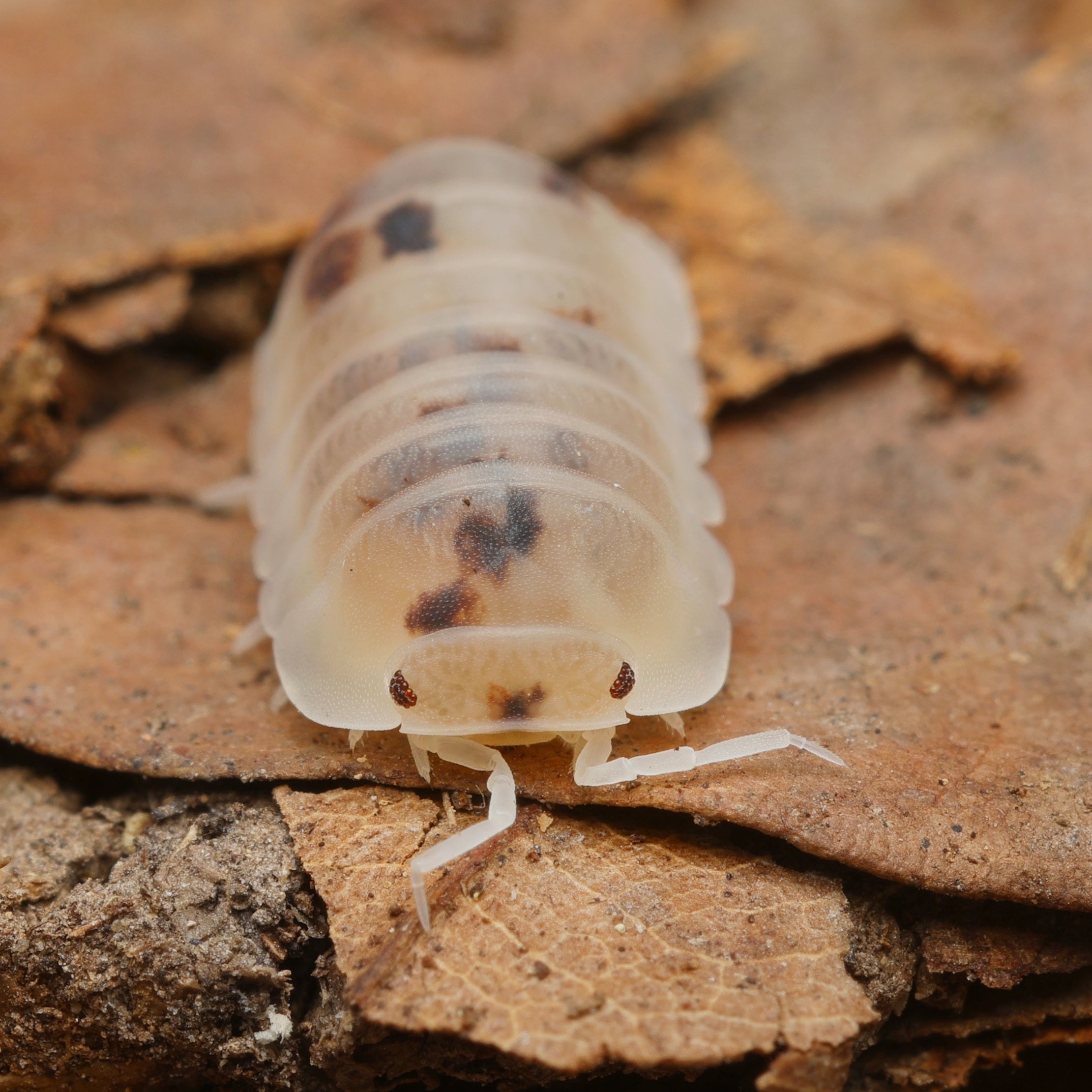 Cubaris murina "Pearl" von Lovely Insects, detailreiche Abbildung der weißen, schimmernden Bodenschabe mit glänzender Schale.
