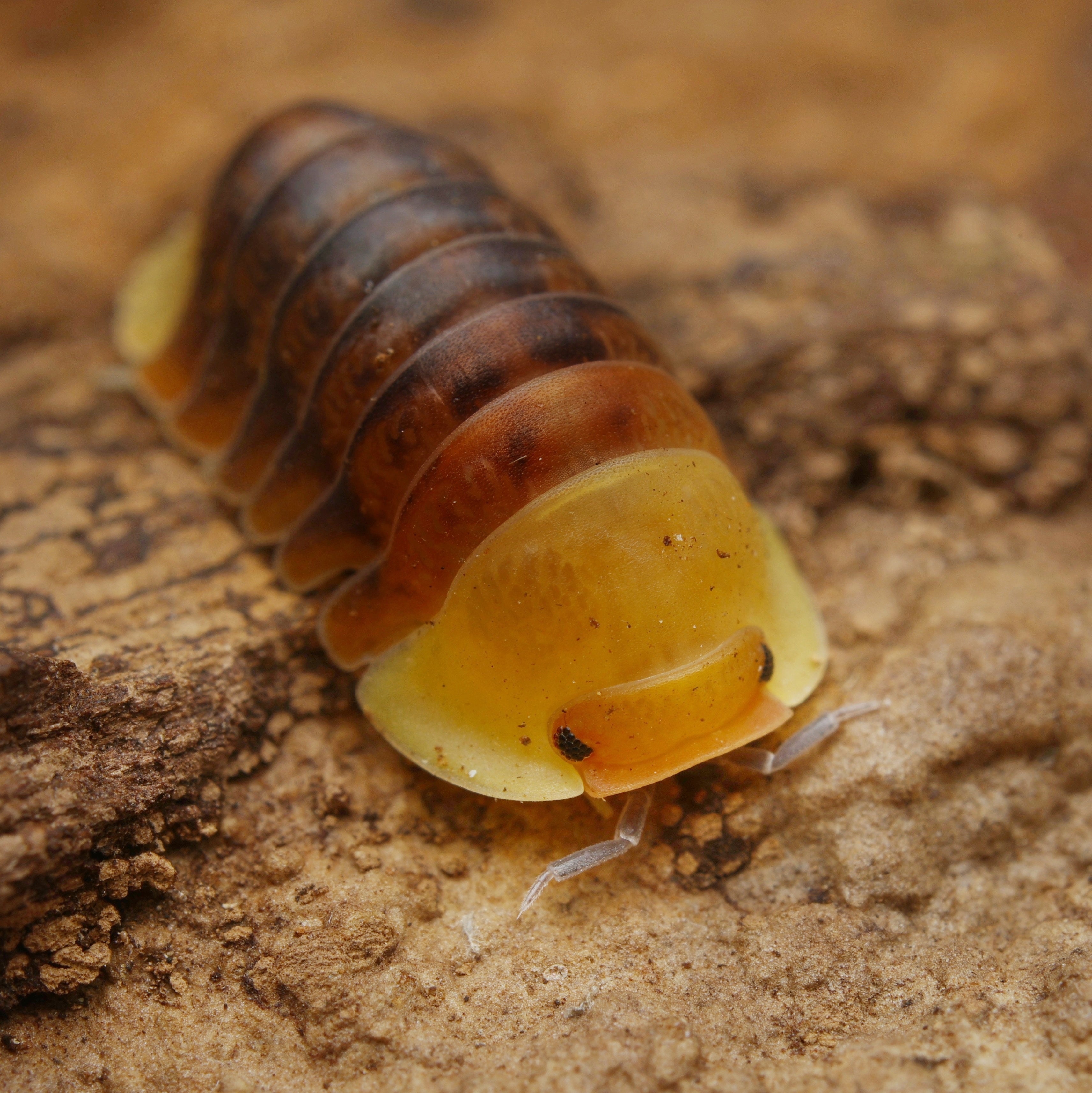 Cubaris sp "rubber ducky" from Lovely Insects, showcasing its bright yellow coloration and distinctive body shape.