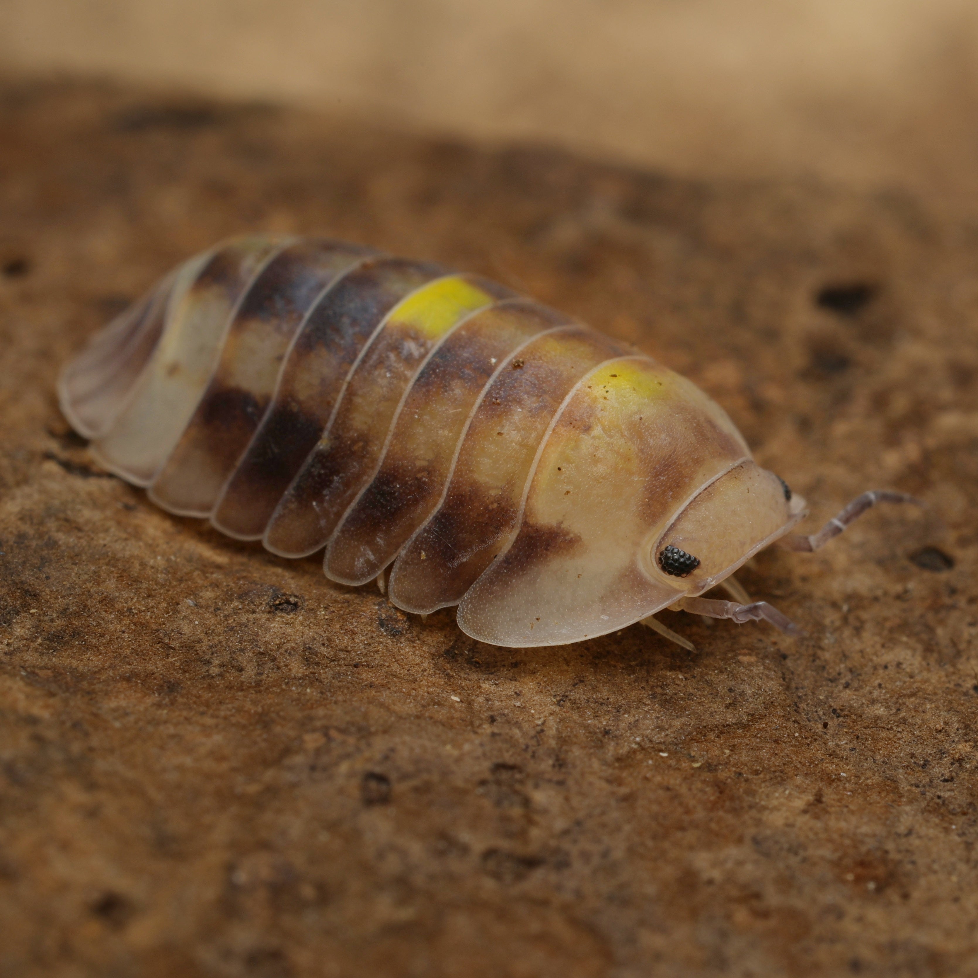 Cubaris sp 