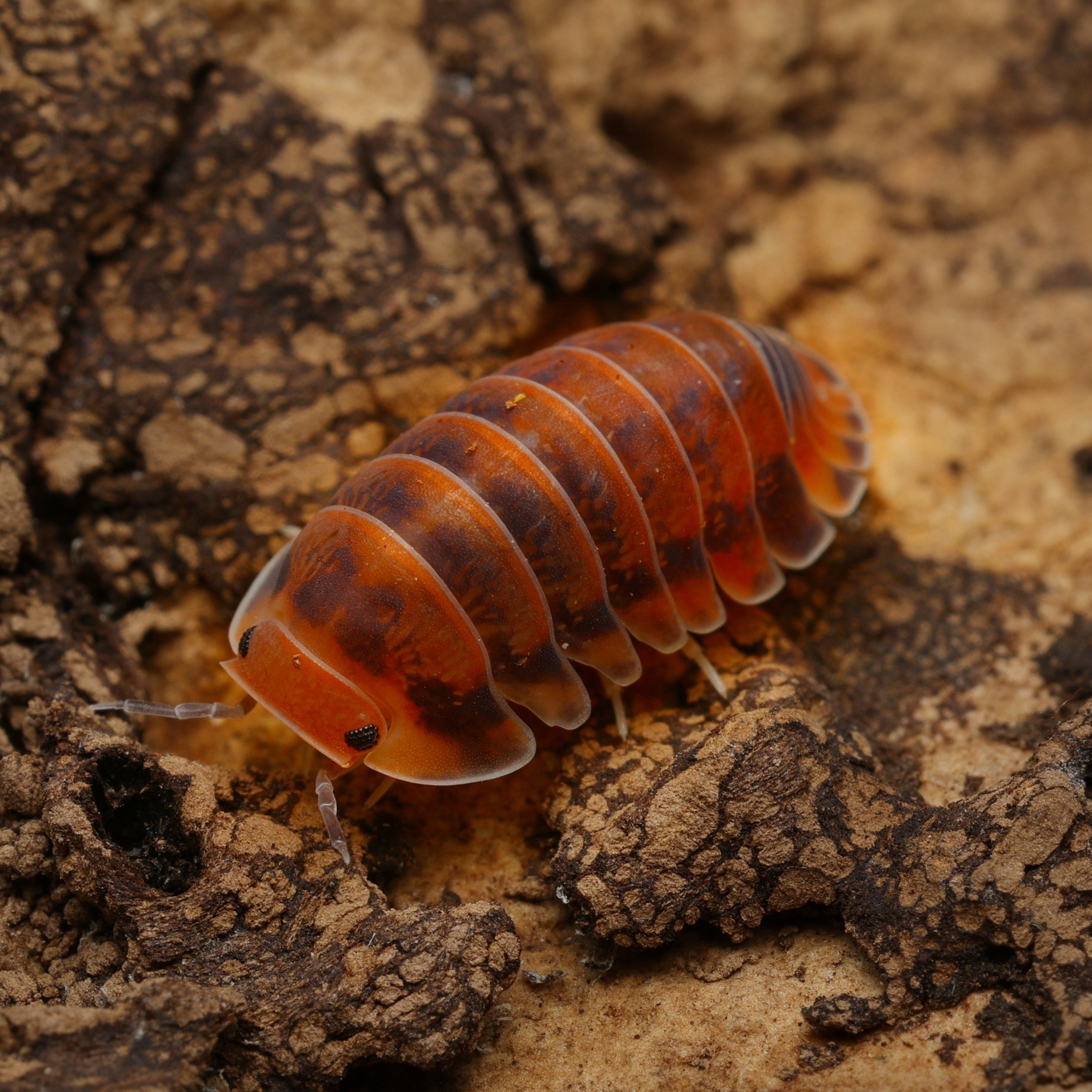 Pi Chong Insect Cubaris sp