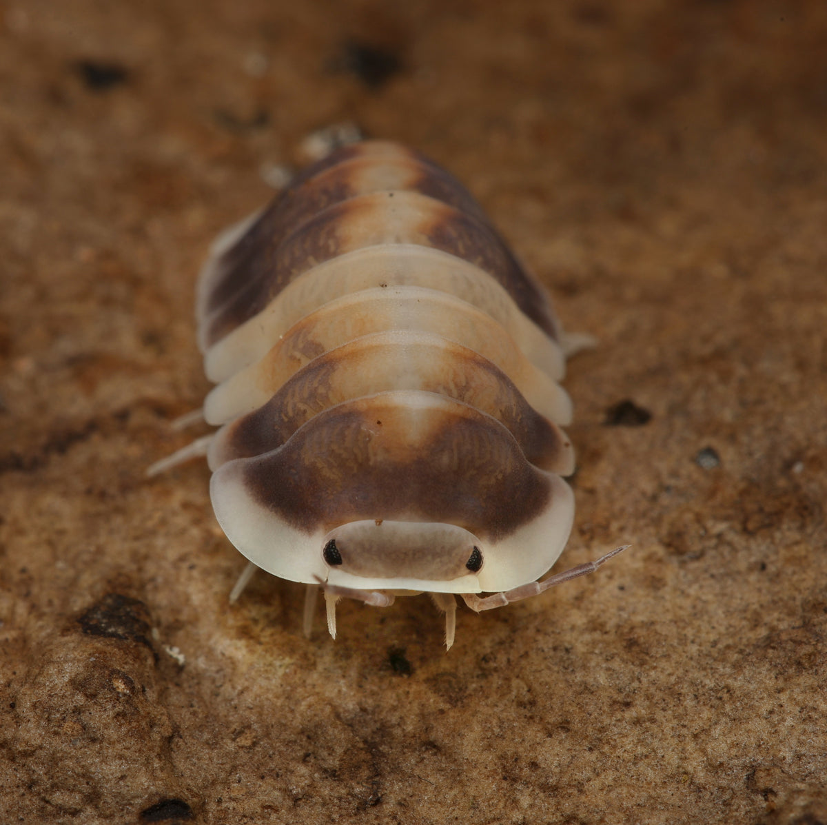 Cubaris sp "cappuccino"