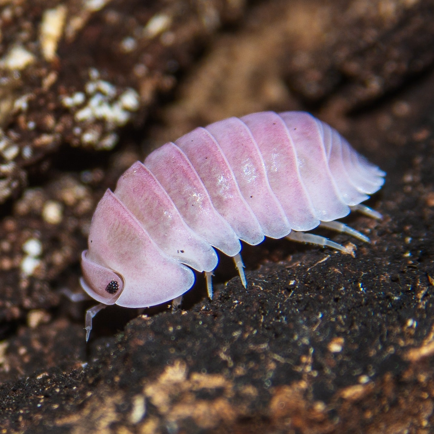 Rote Cubaris Spinnenschildkröte "Cherry Blossom" von Lovely Insects, detailreiche Nahaufnahme der Terrarientiere.
