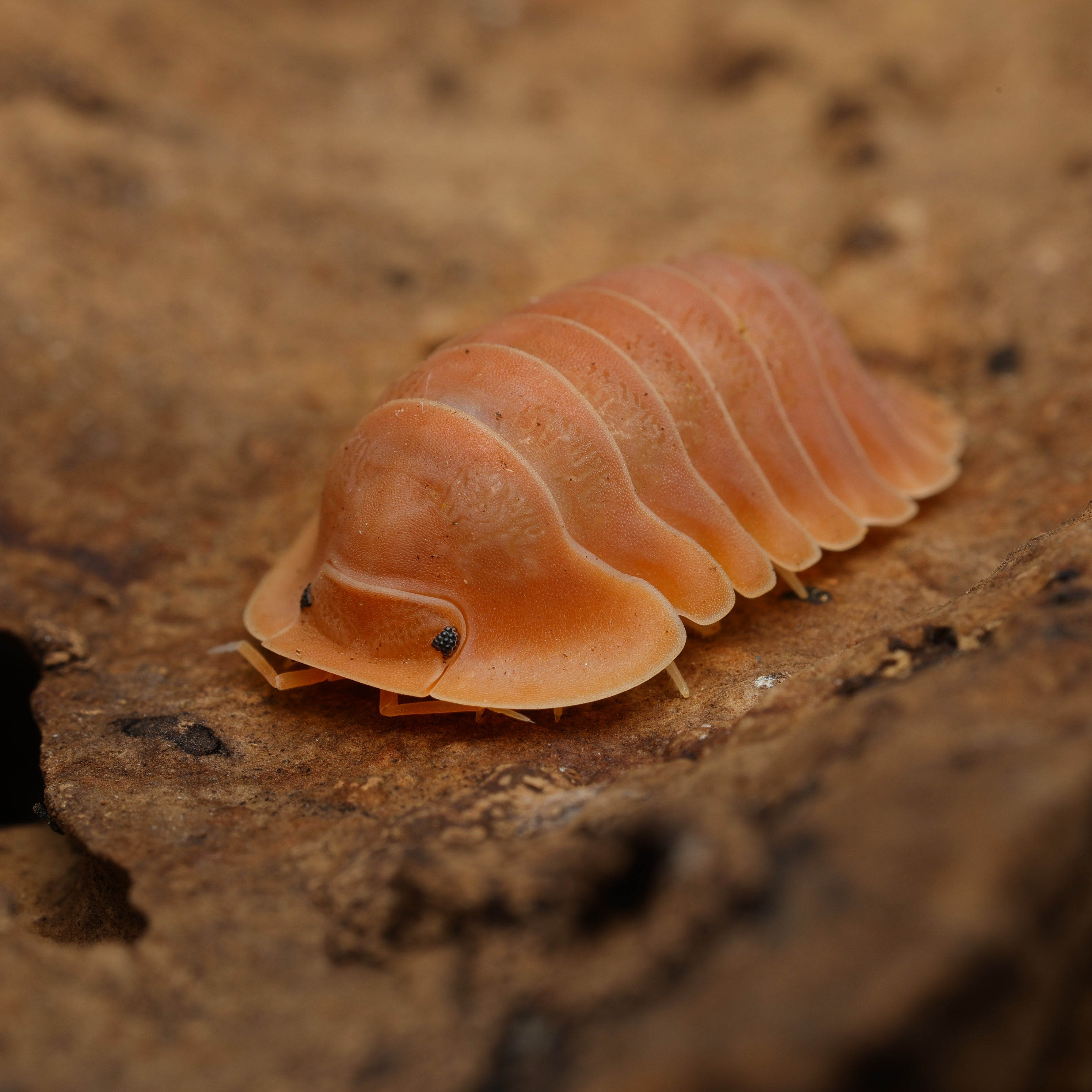 Cubaris sp "Crabby" von Lovely Insects, detailreiche Nahaufnahme der braunen, robusten Terrarien-Krabbelwanze.