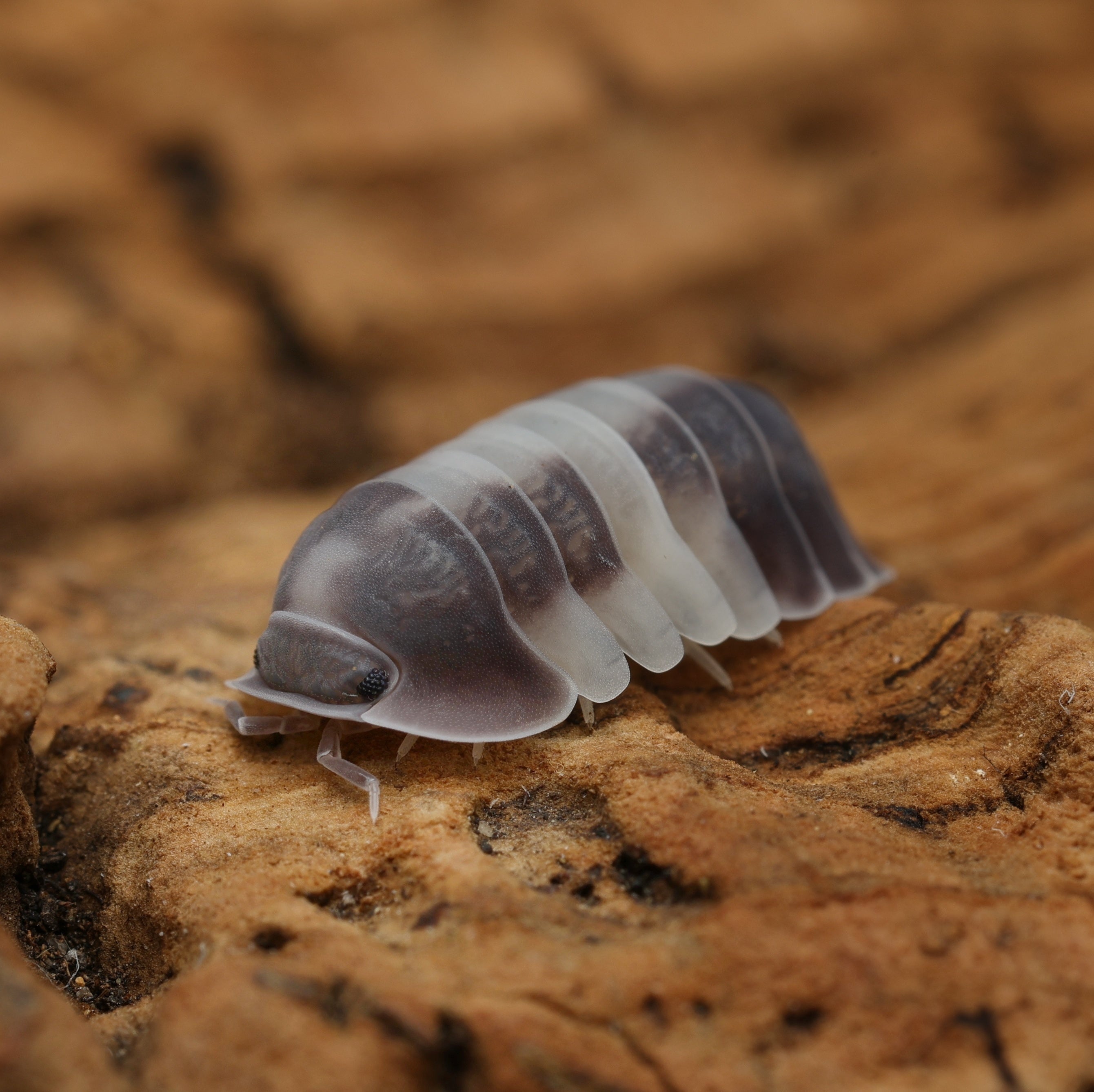 Cubaris sp "crazy horse" from Lovely Insects, showcasing unique patterns and colors on its segmented body.