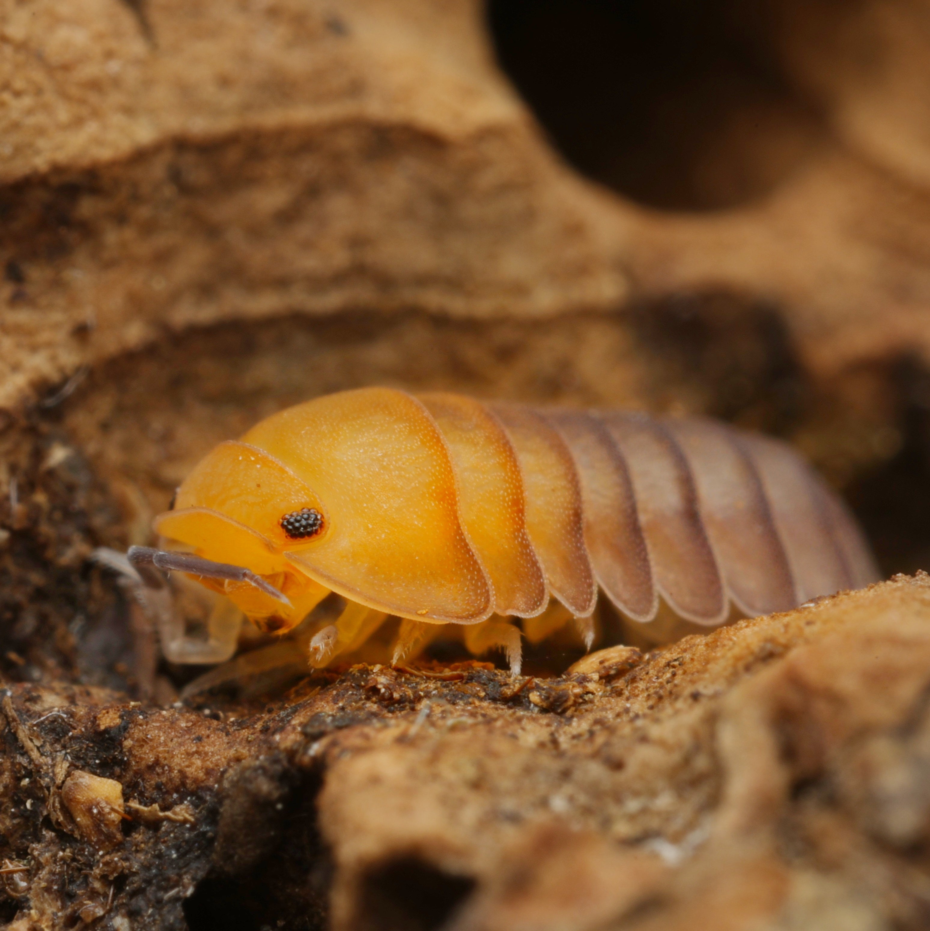 Cubaris sp 