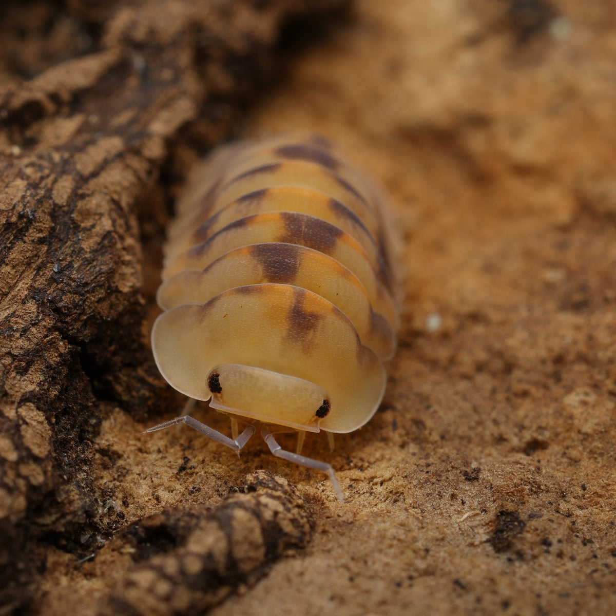 Cubaris sp "opal"