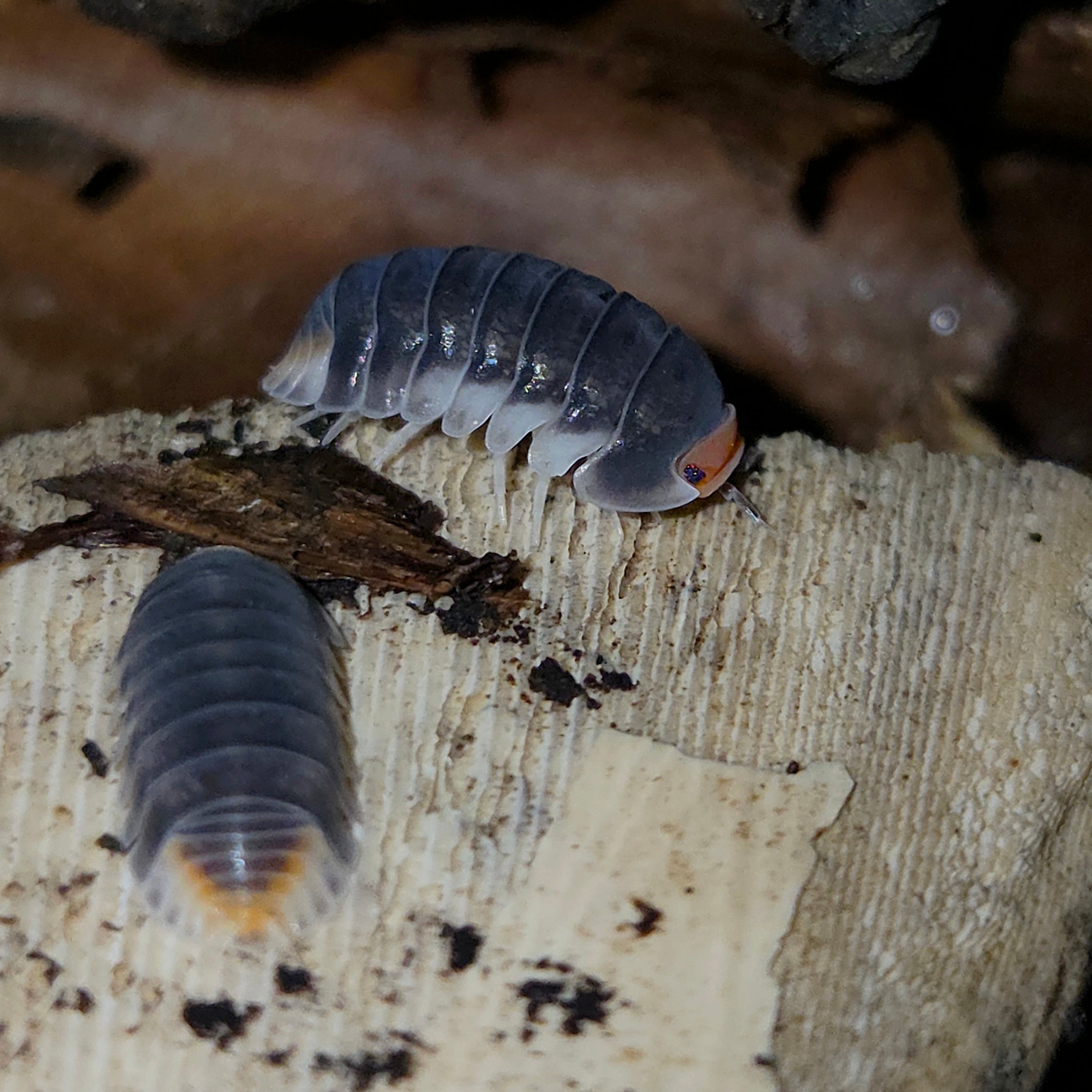 Cubaris sp "pak chong"