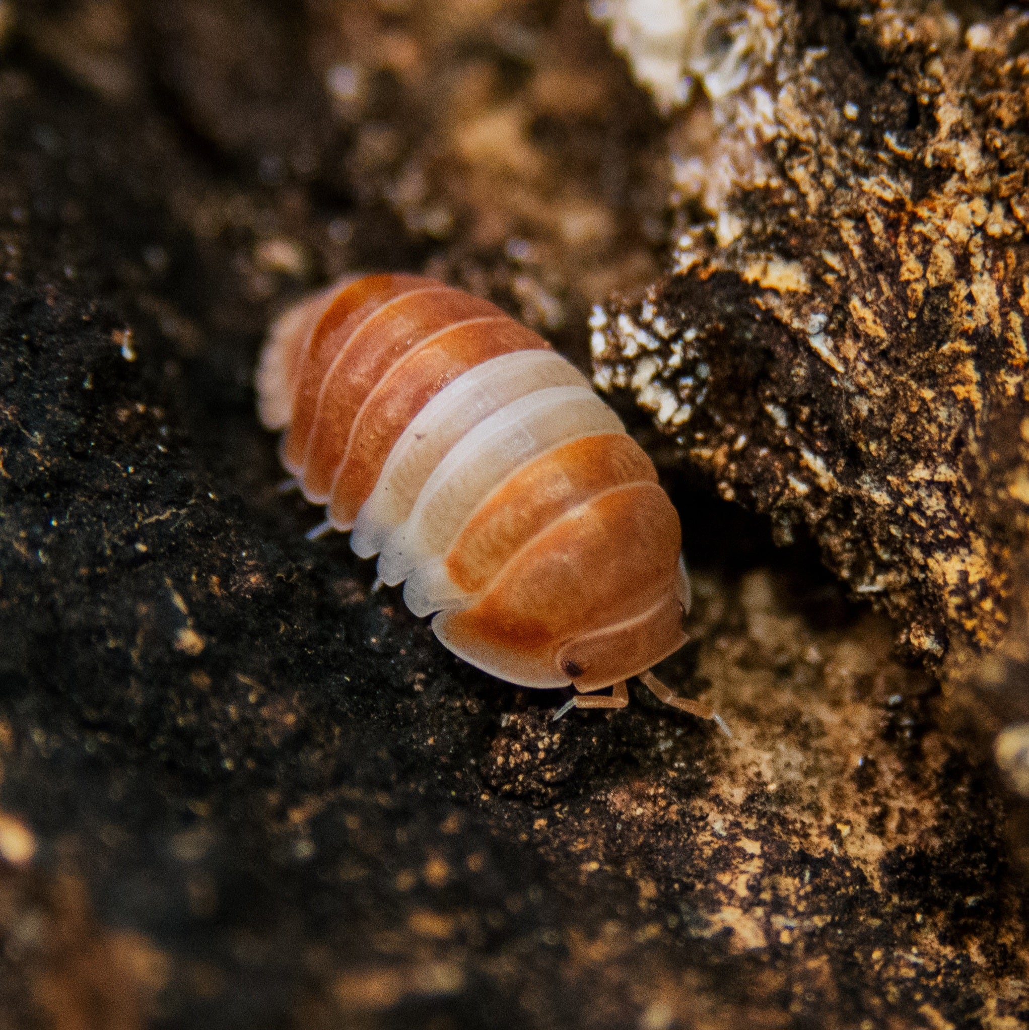 Cubaris sp "panda king orange" with vibrant orange and black patterns, showcasing its unique texture and features.
