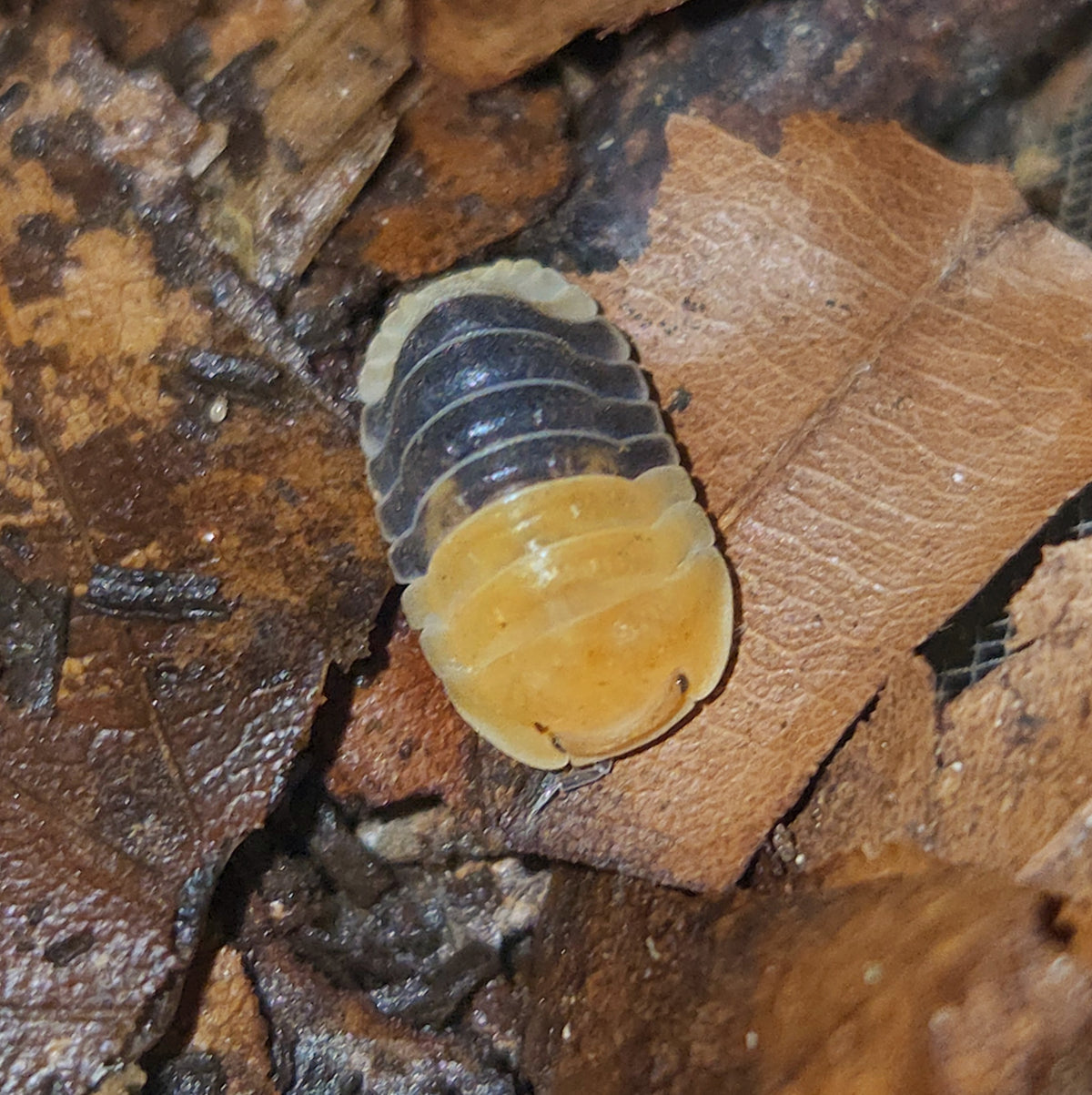 Cubaris sp "rubber bee"